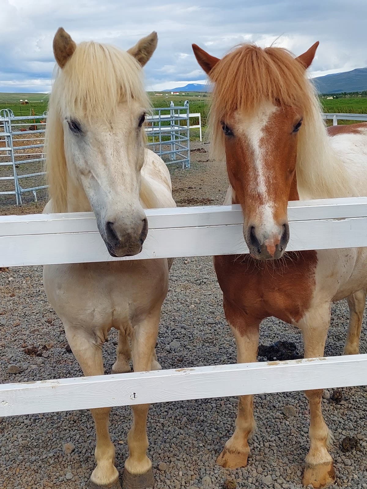 Sturlureykir Horse Farm - Image 1