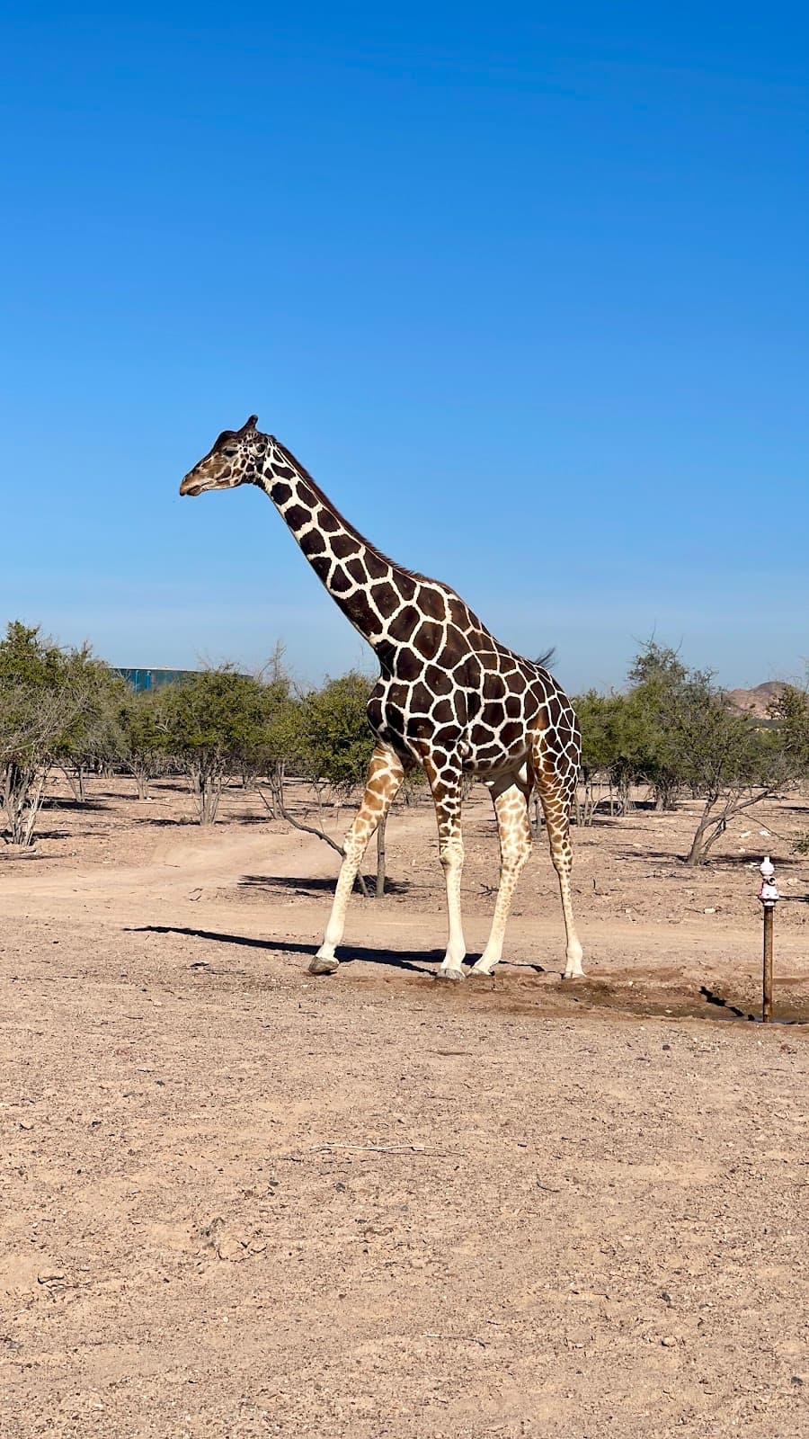 Arabian Wildlife Park Sir Bani Yas Abu Dhabi - Image 1