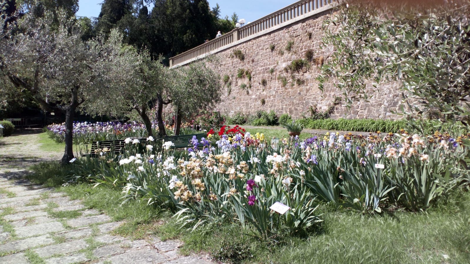 Iris Garden - Image 1