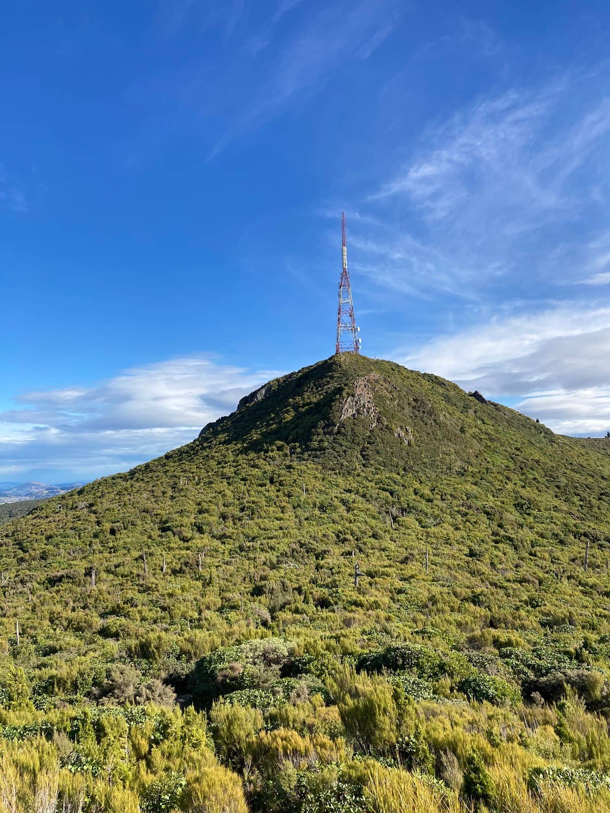 Forested Hiking Trails