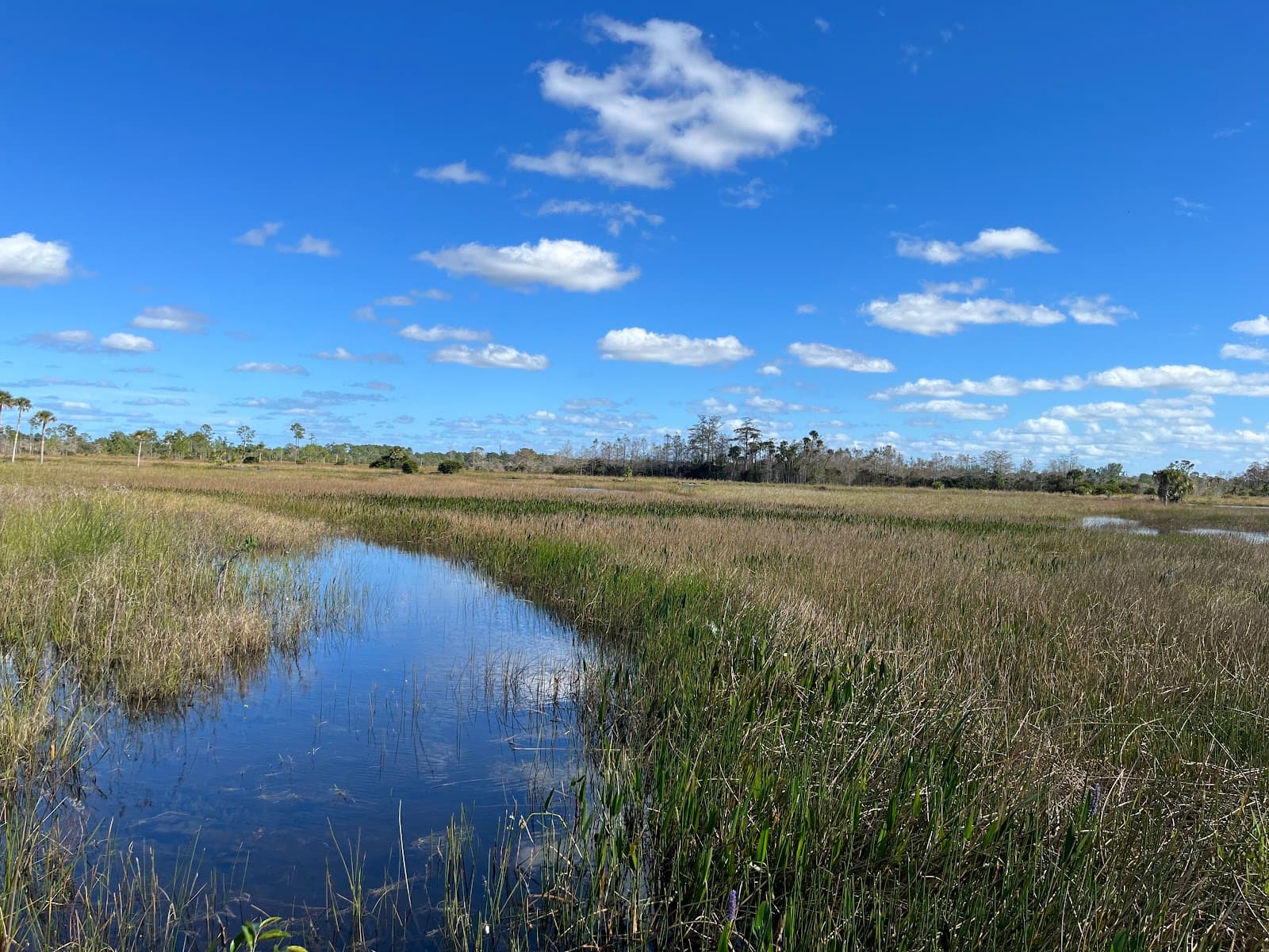 Pine Glades Natural Area - Image 1