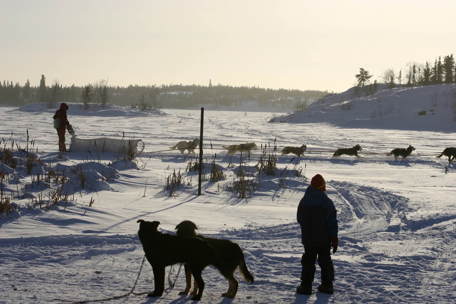 Dog Sledding Tours Yellowknife - Image 1
