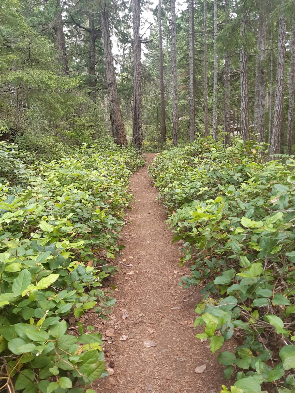 Peaceful Forest Trails