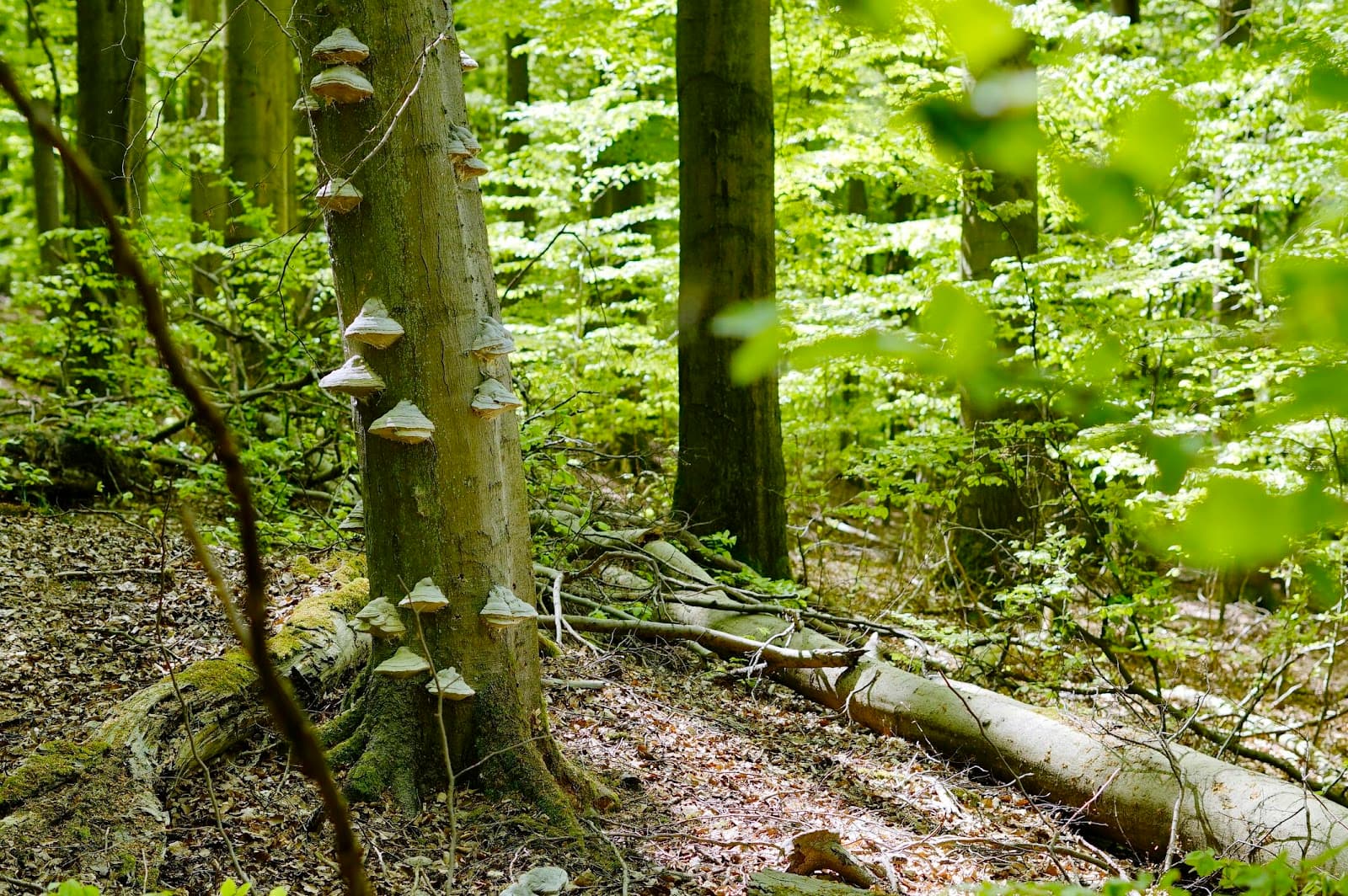 Eifel National Park - Image 1