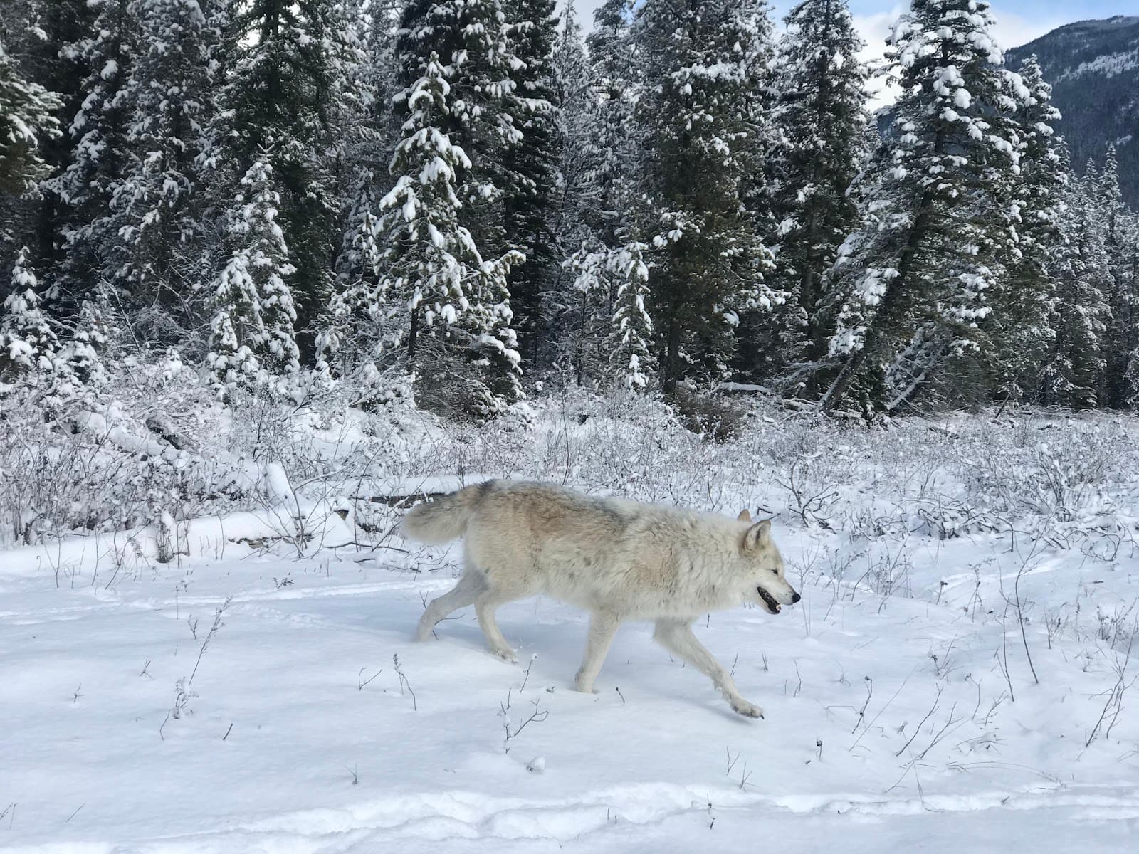 Northern Lights Wildlife Wolf Centre Golden BC - Image 1