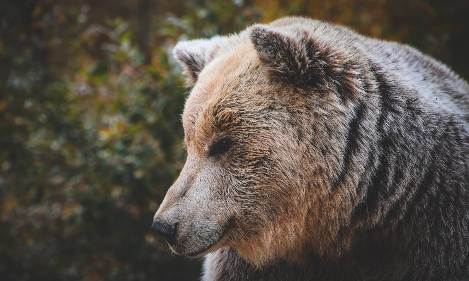 Bear Sanctuary Prishtina - Image 1