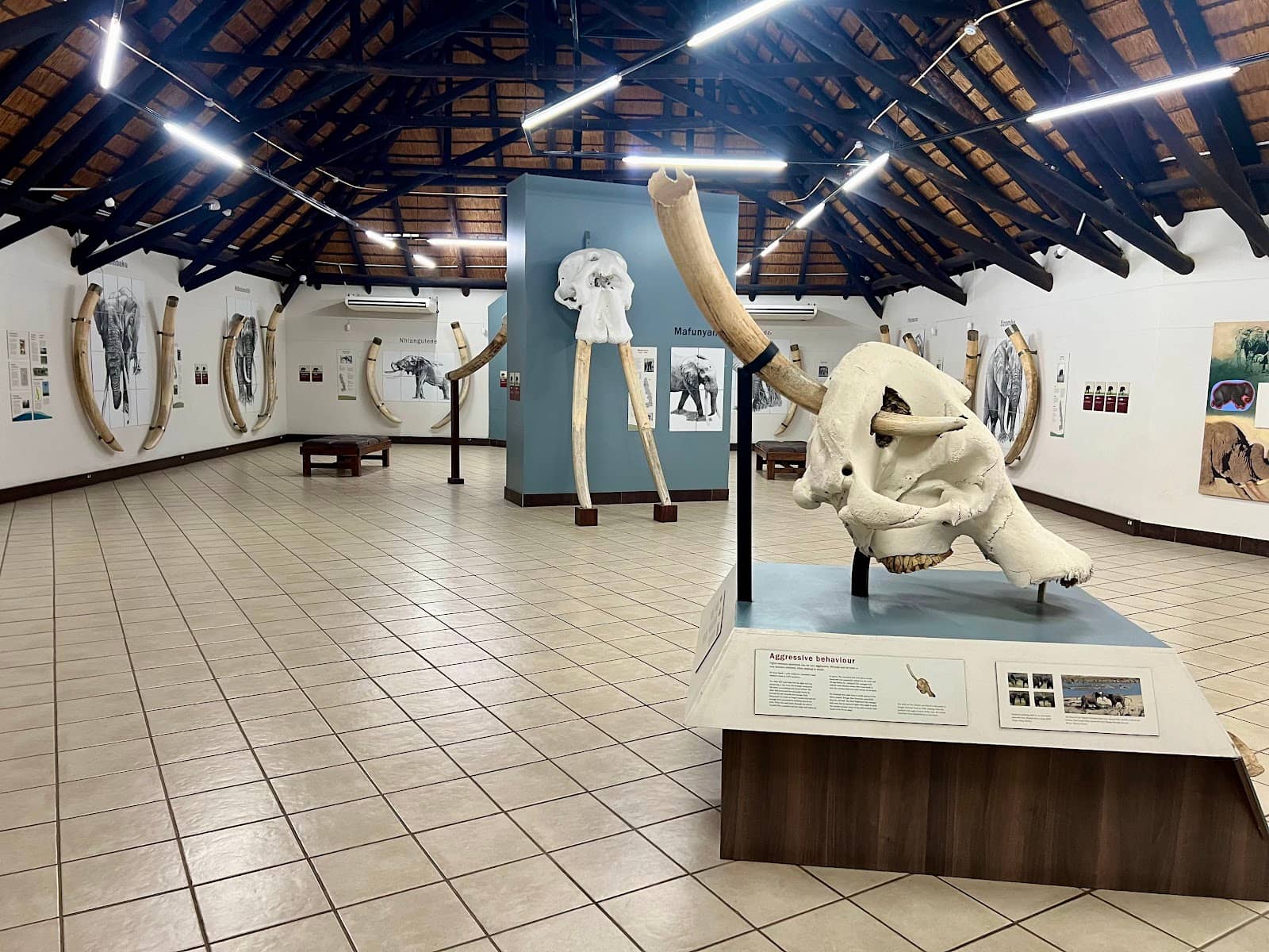 Preserved Elephant Heart