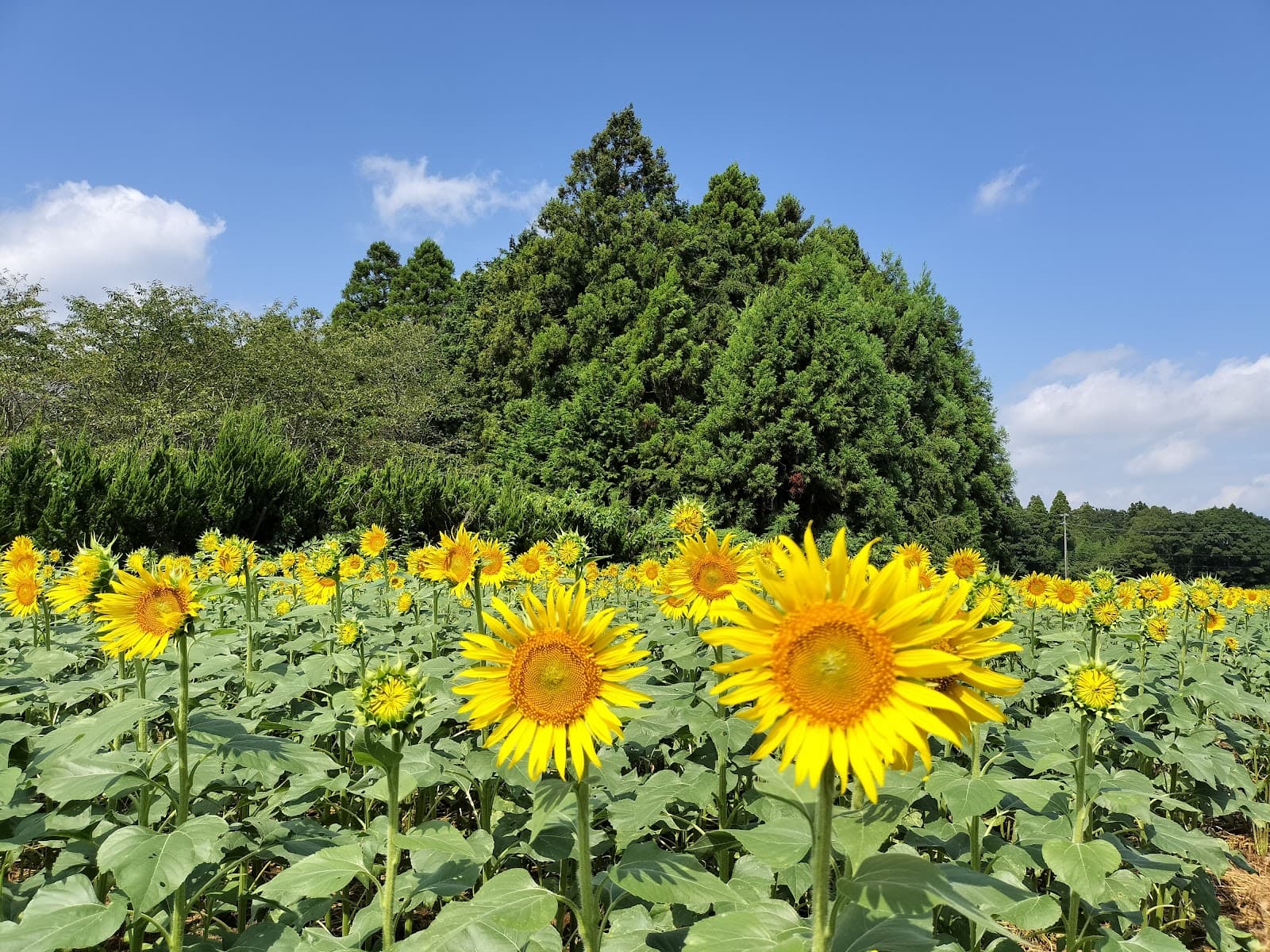 Narita Dream Dairy Farm - Image 1
