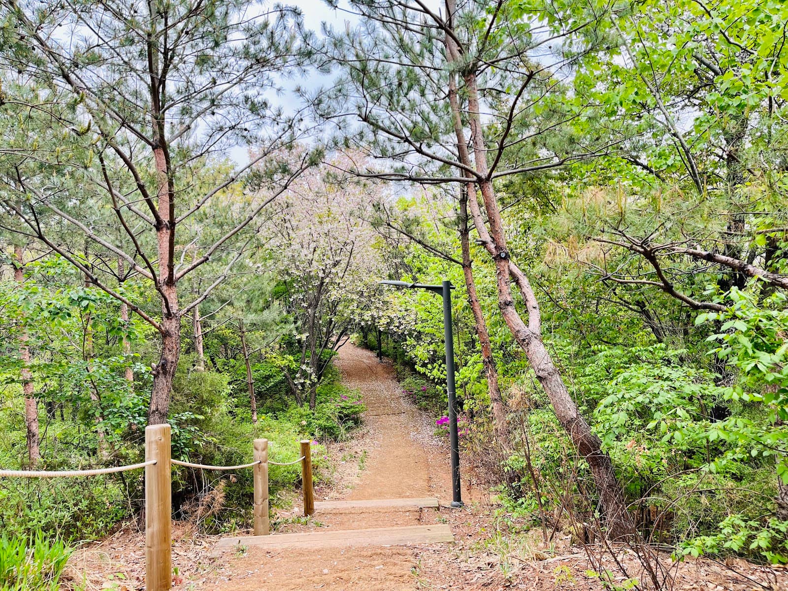 Blooming Spring Flowers