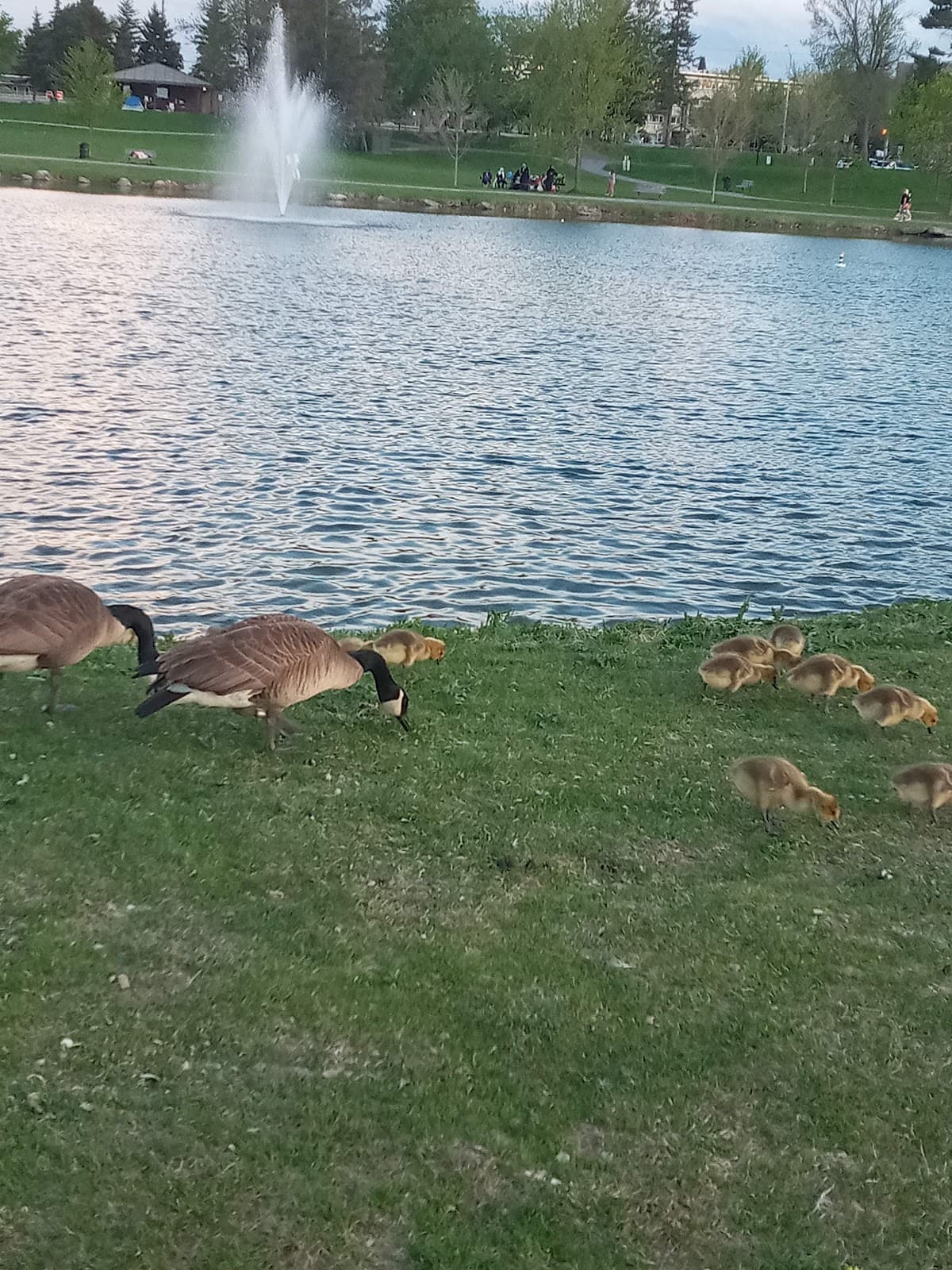 Andrew Haydon Park Ottawa - Image 1
