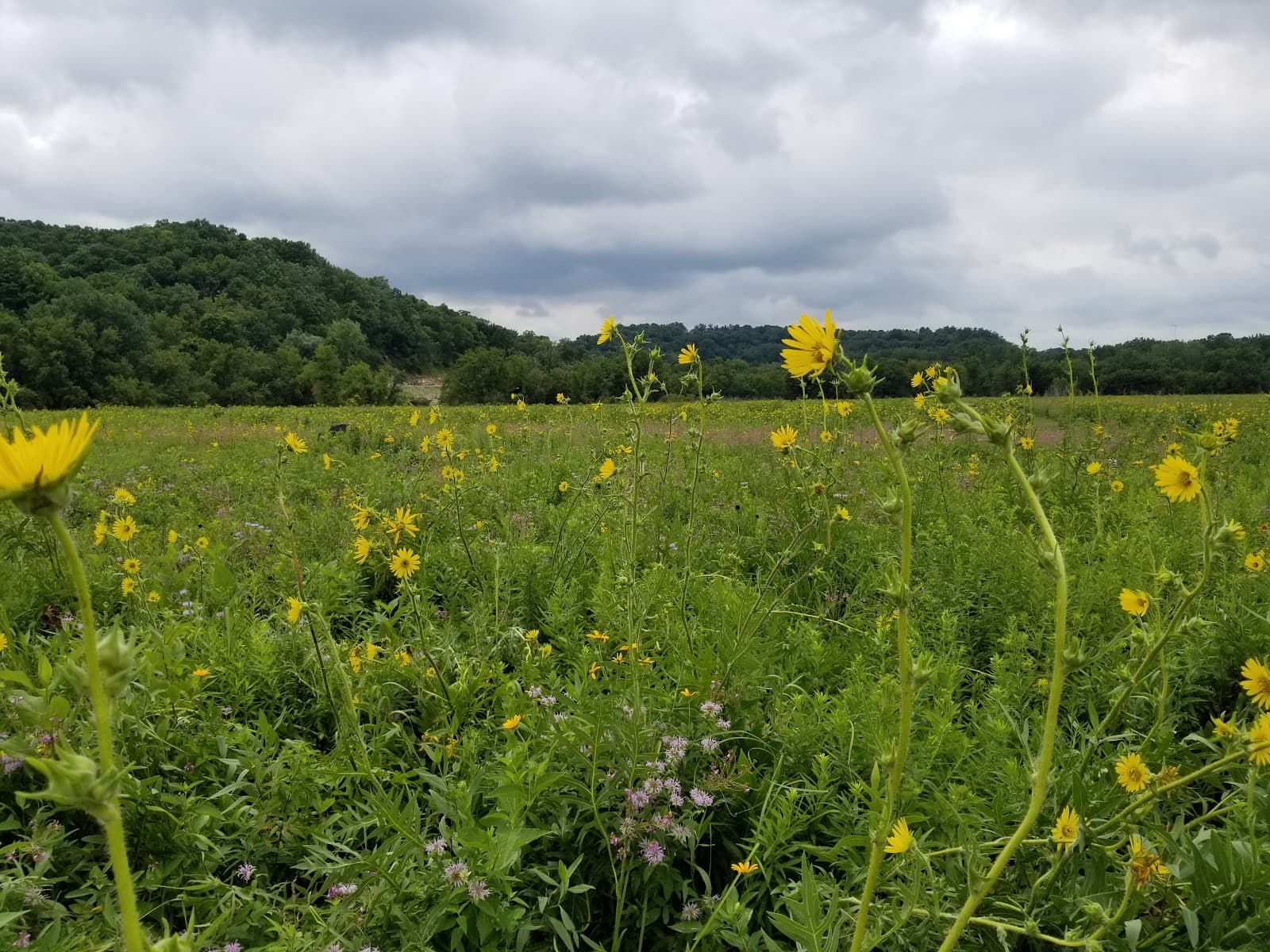 Decorah Community Prairie & Butterfly Garden - Image 1