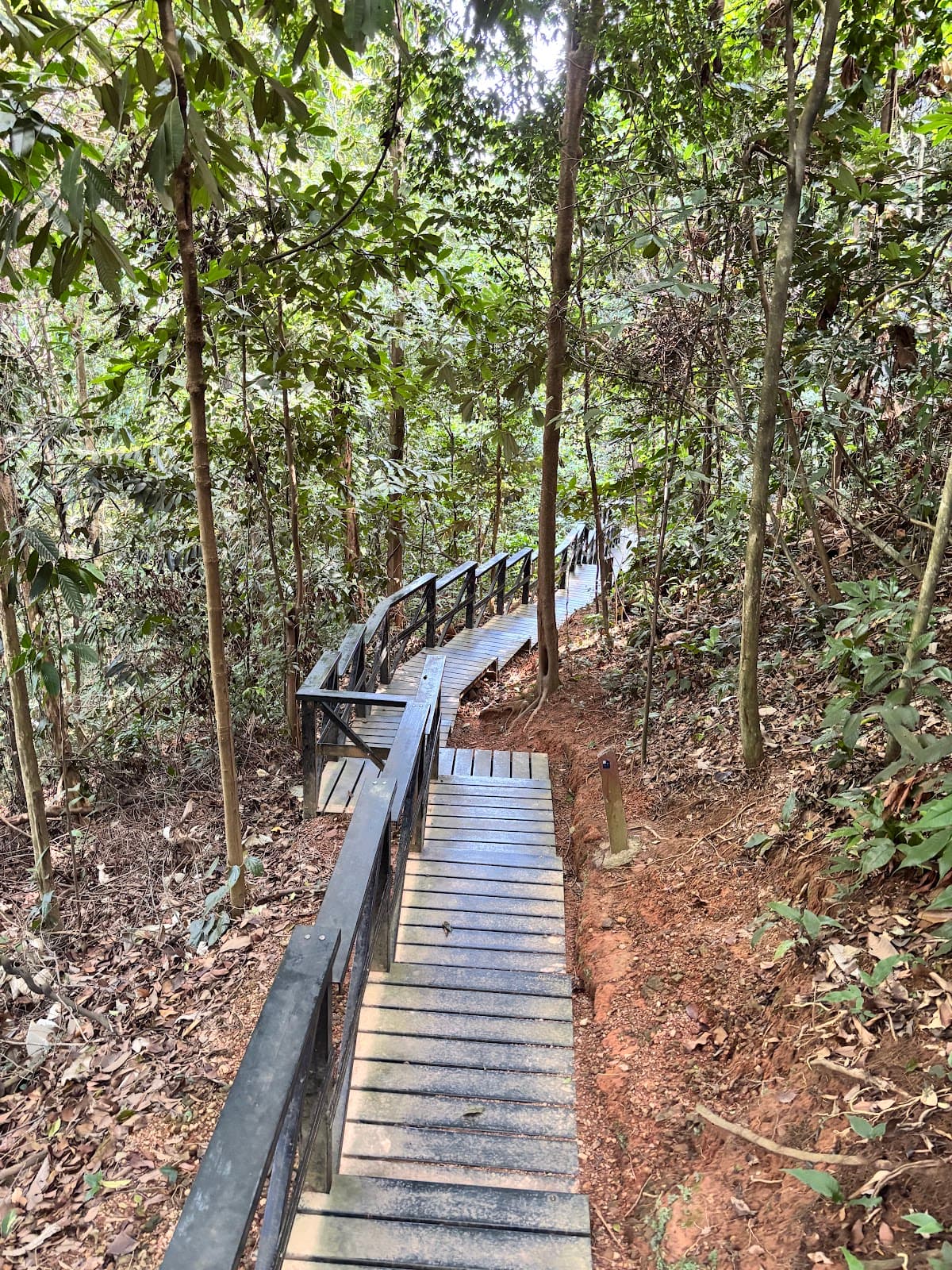 Bukit Nanas Forest Reserve - Image 1