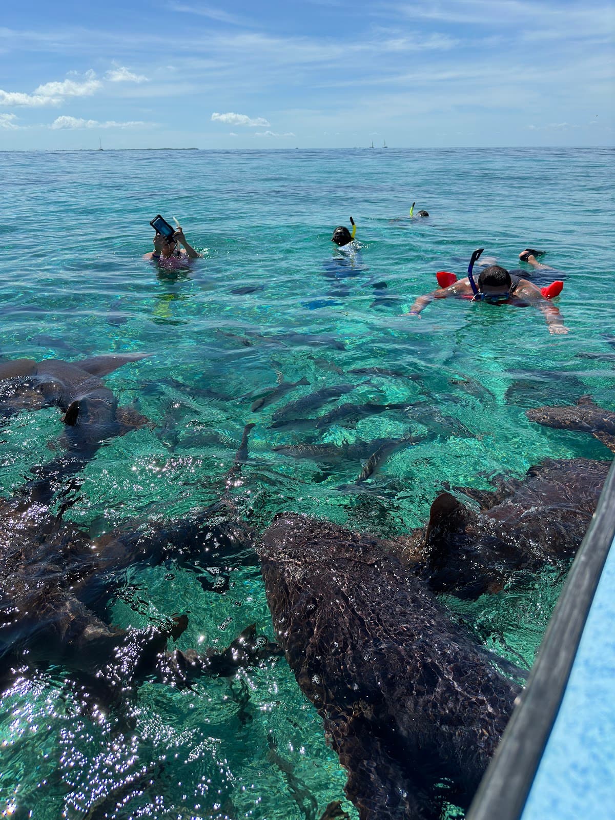 Shark Ray Alley Belize - Image 1
