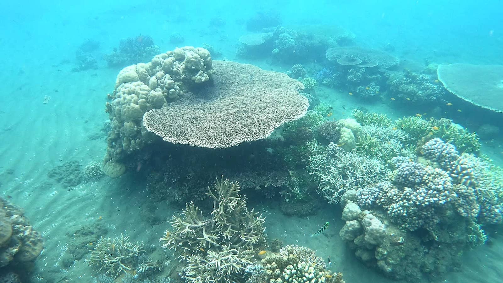 Macro Life Wonderland