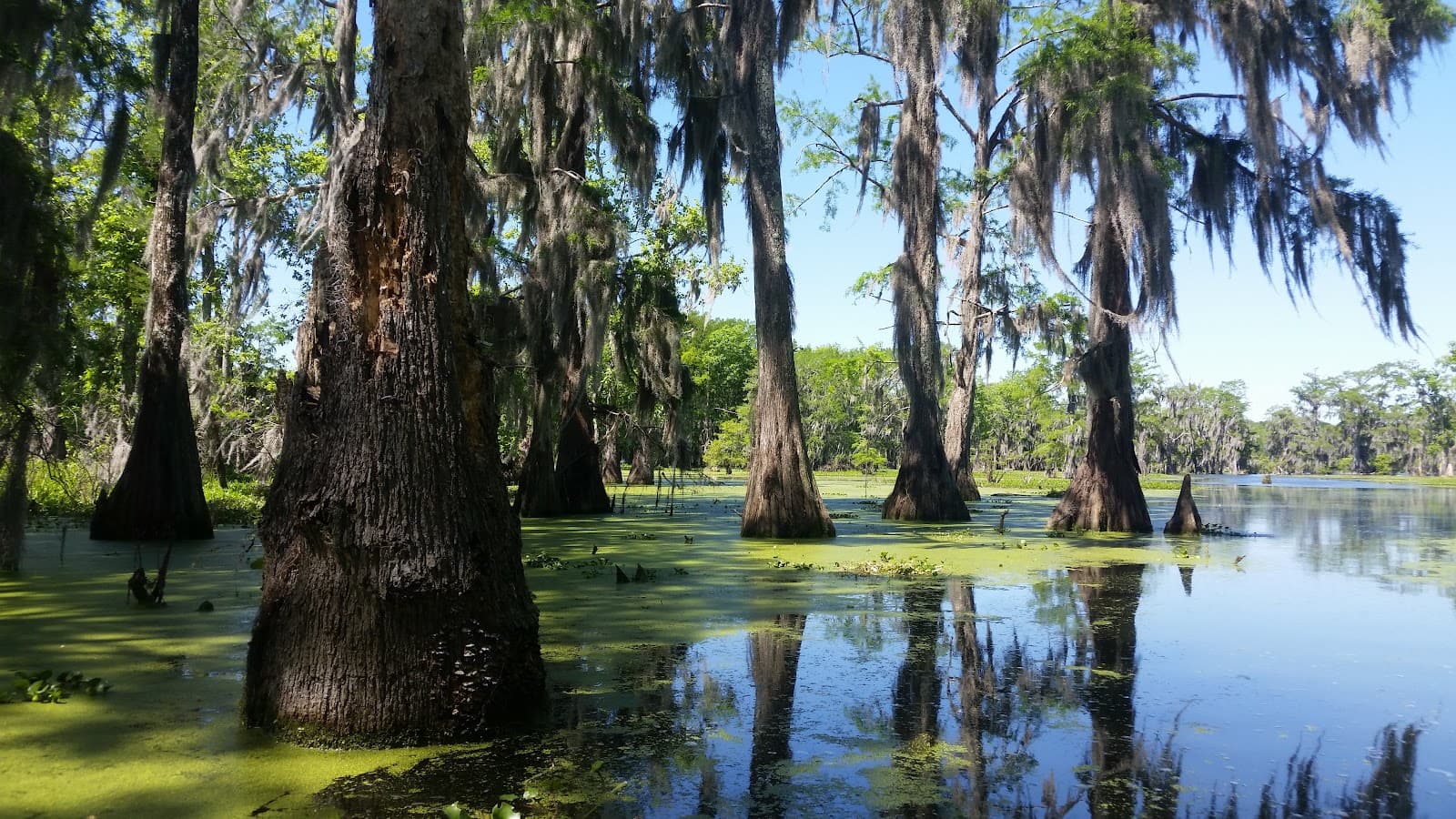 Cypress Island Preserve Lake Martin - Image 1