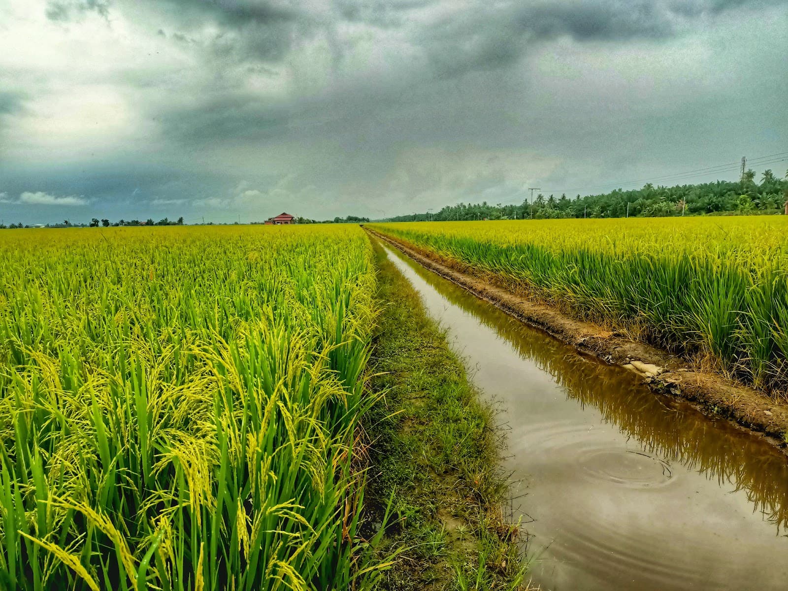 Sekinchan Paddy Fields Kuala Lumpur - Image 1
