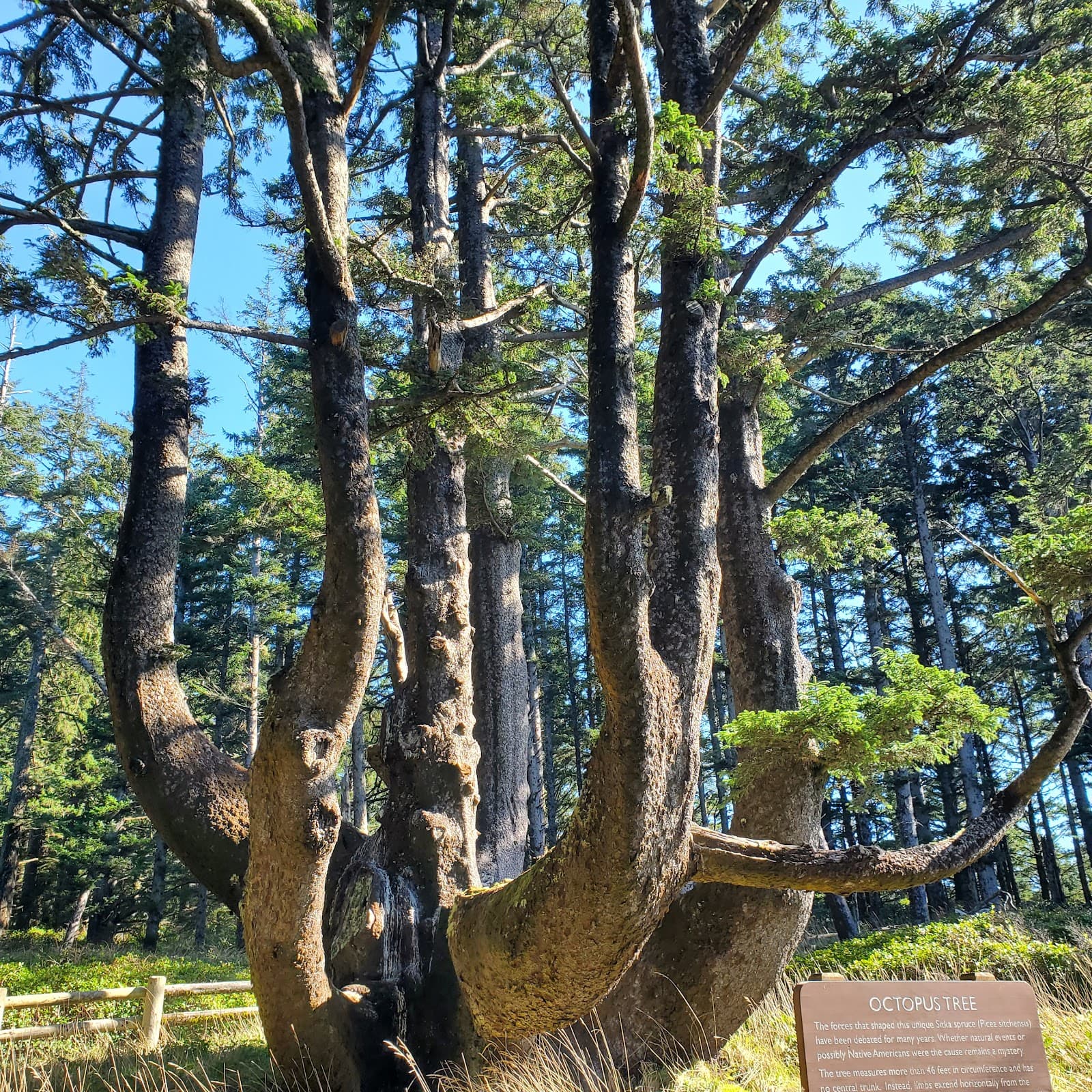 Octopus Tree (Cape Meares) - Image 1