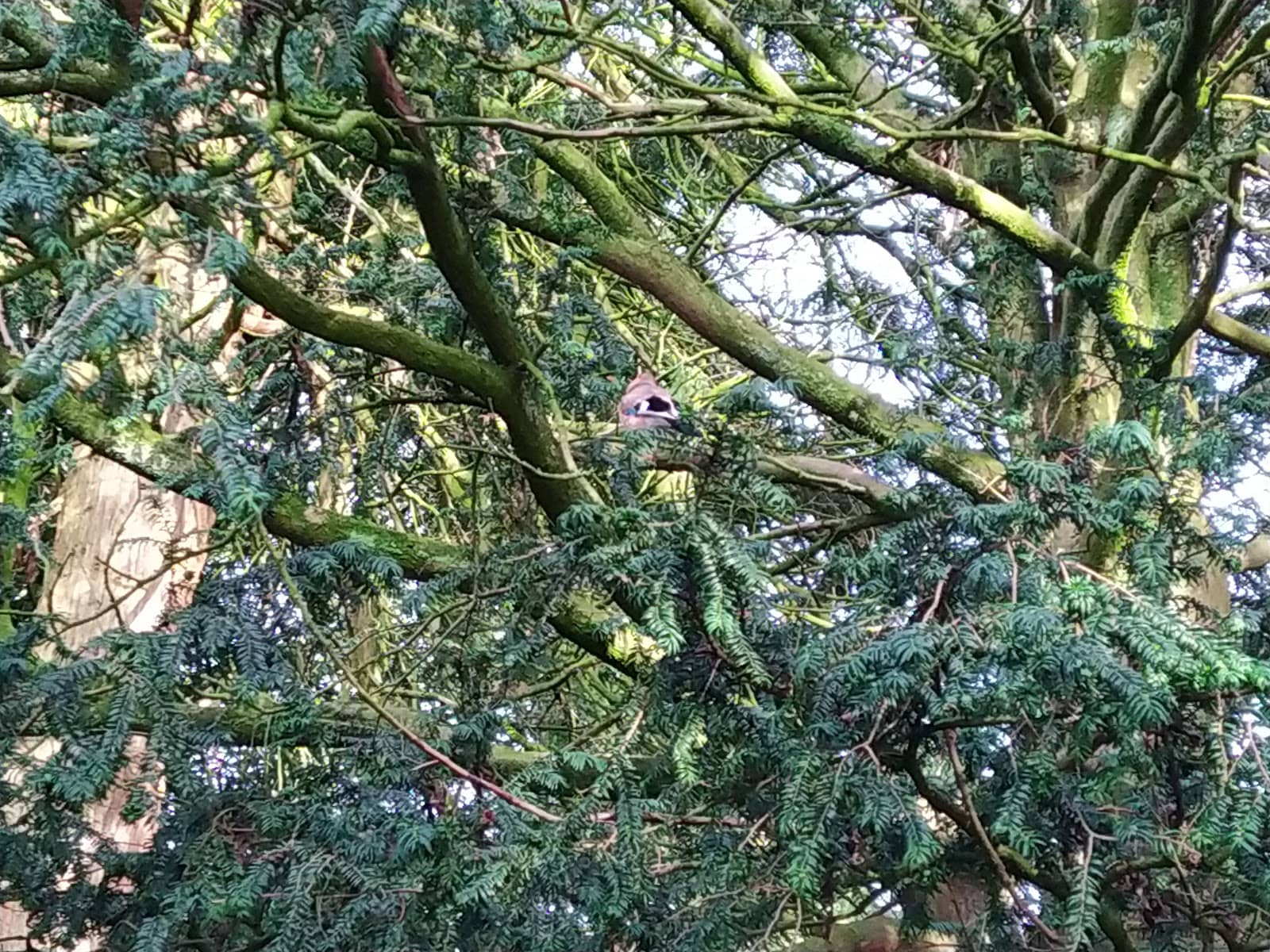 Melbourne Christmas Carnival