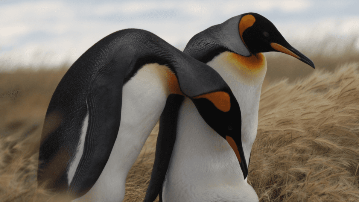 Educational Briefing