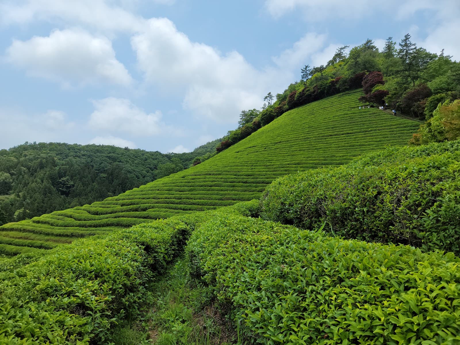 Boseong Green Tea Plantation (Daehan Dawon) - Image 1