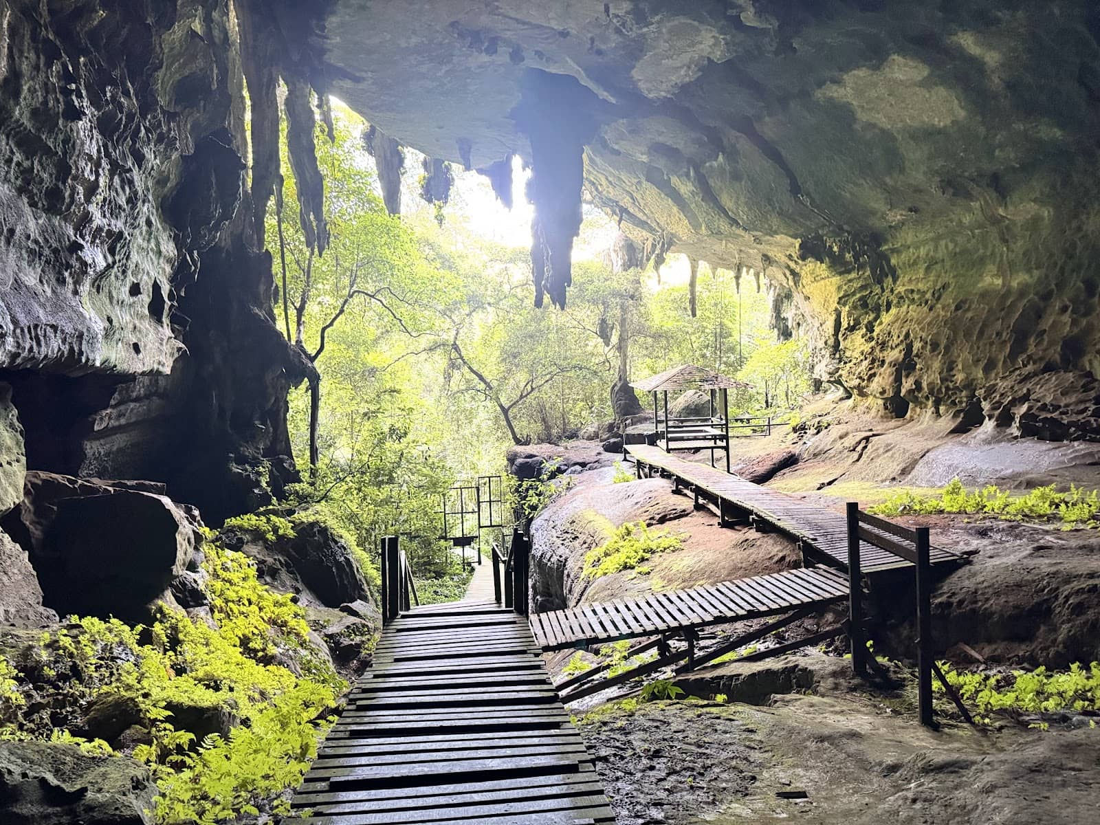 Rainforest Boardwalks