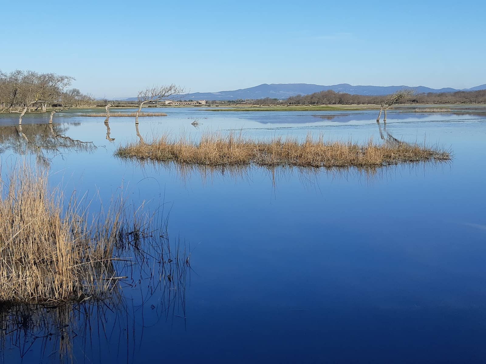 Enchanted Marsh Landscape
