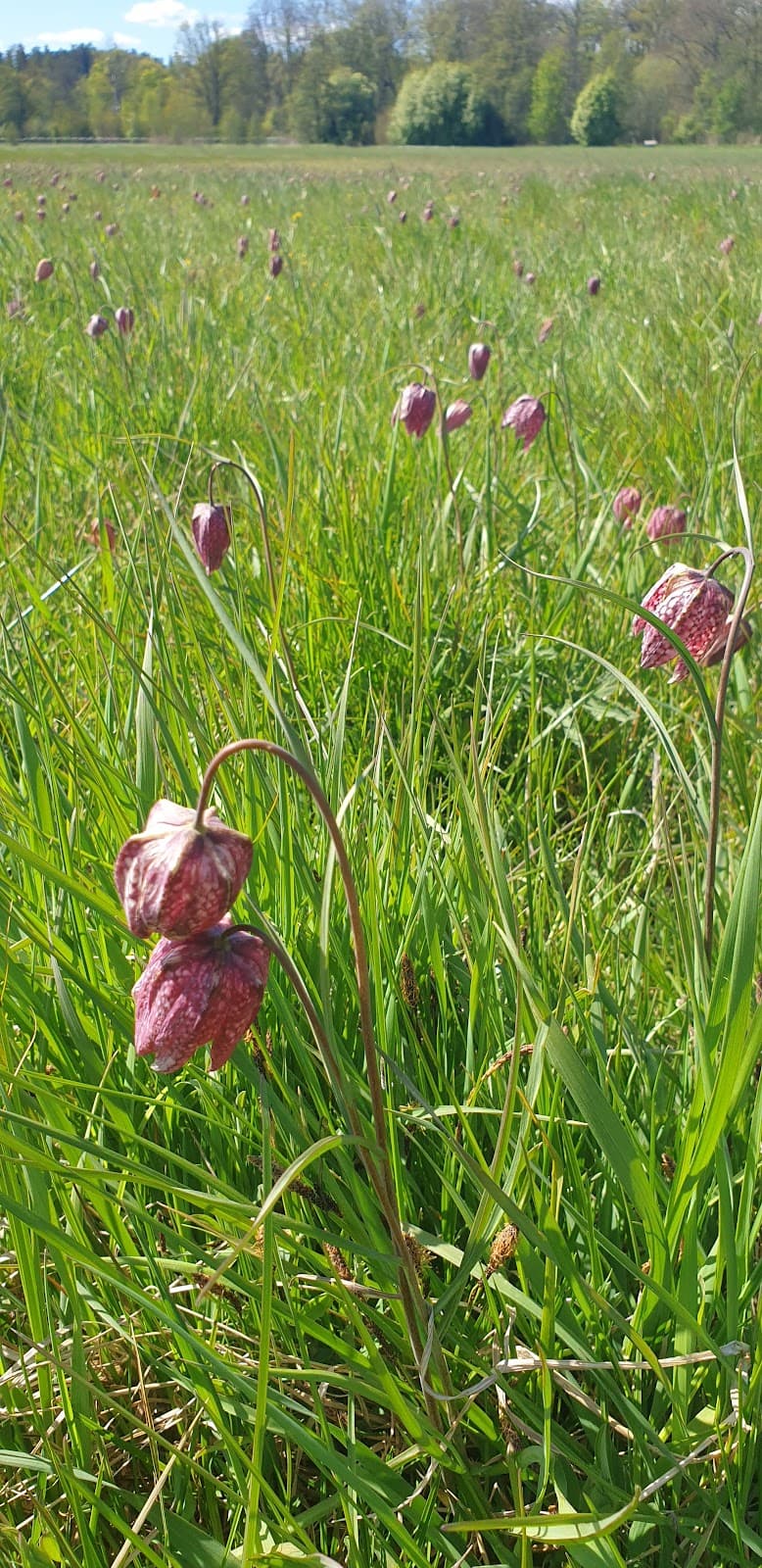 Kungsängen district - Image 1