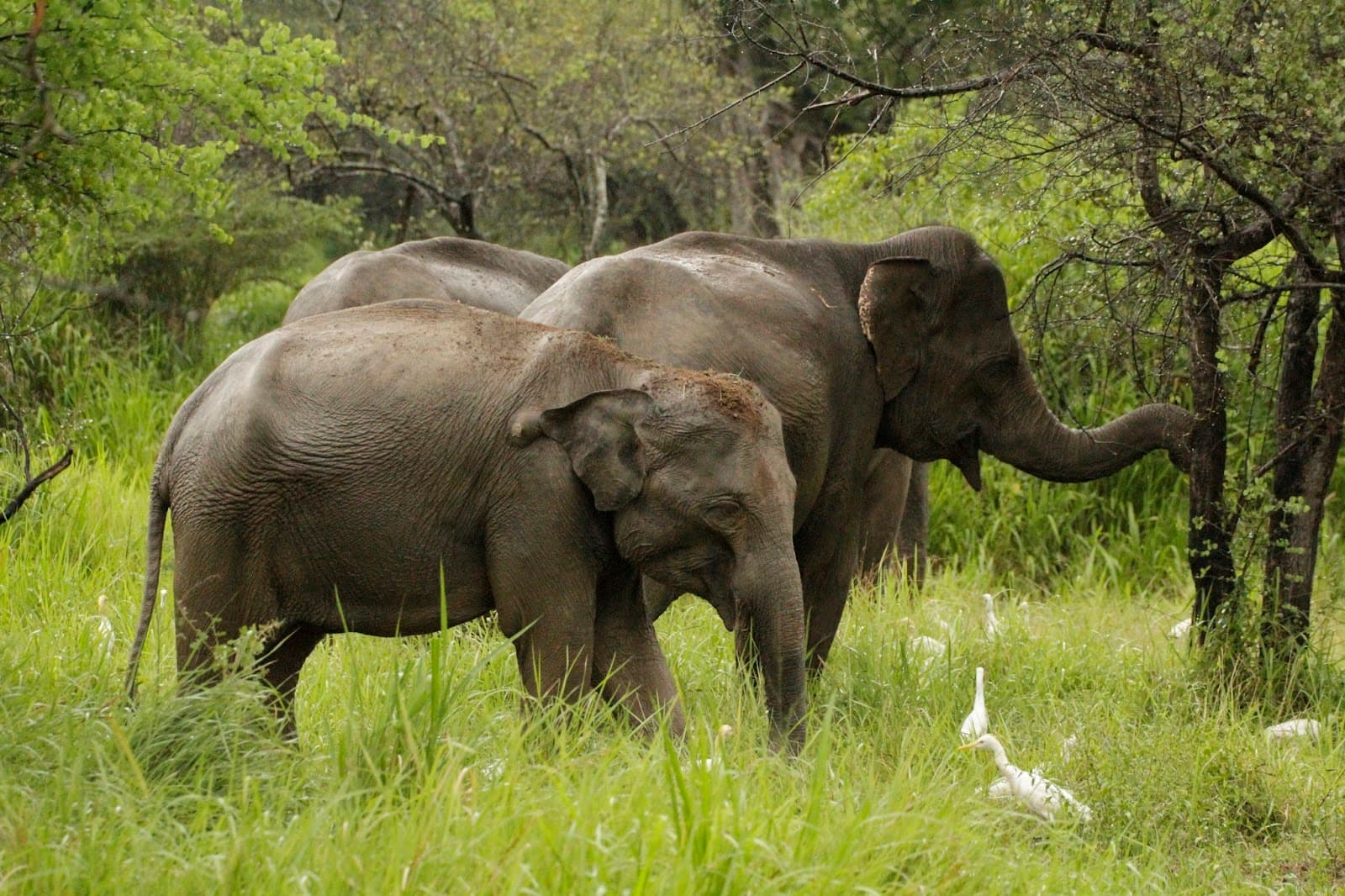 Wasgamuwa National Park - Image 1