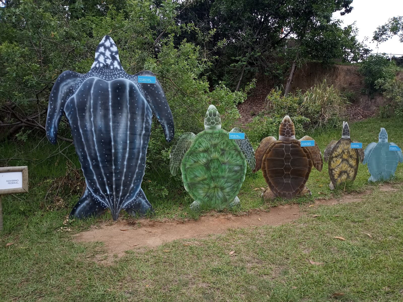 Projeto Tamar Vitória - Image 1