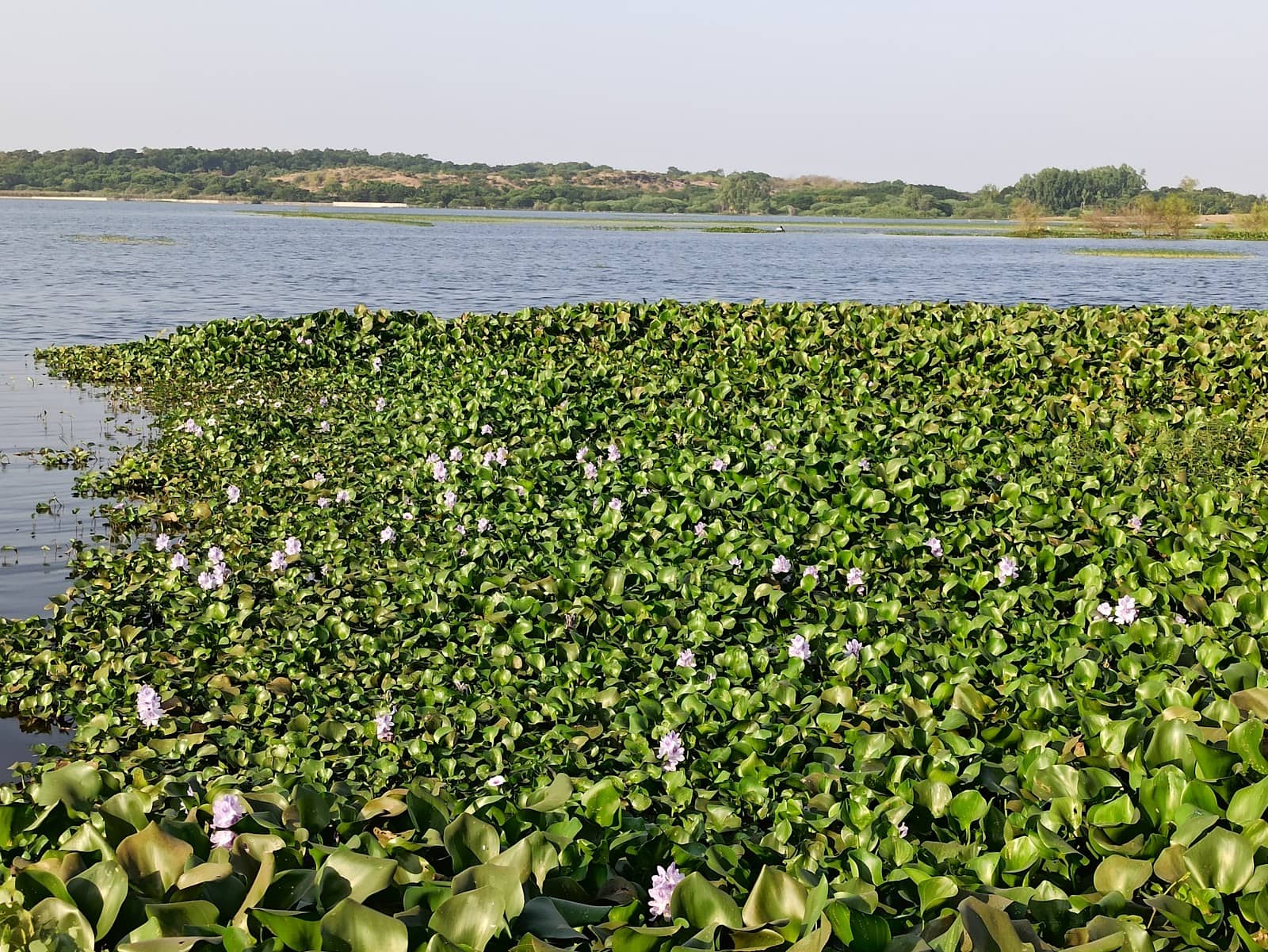 Serene Morning Views