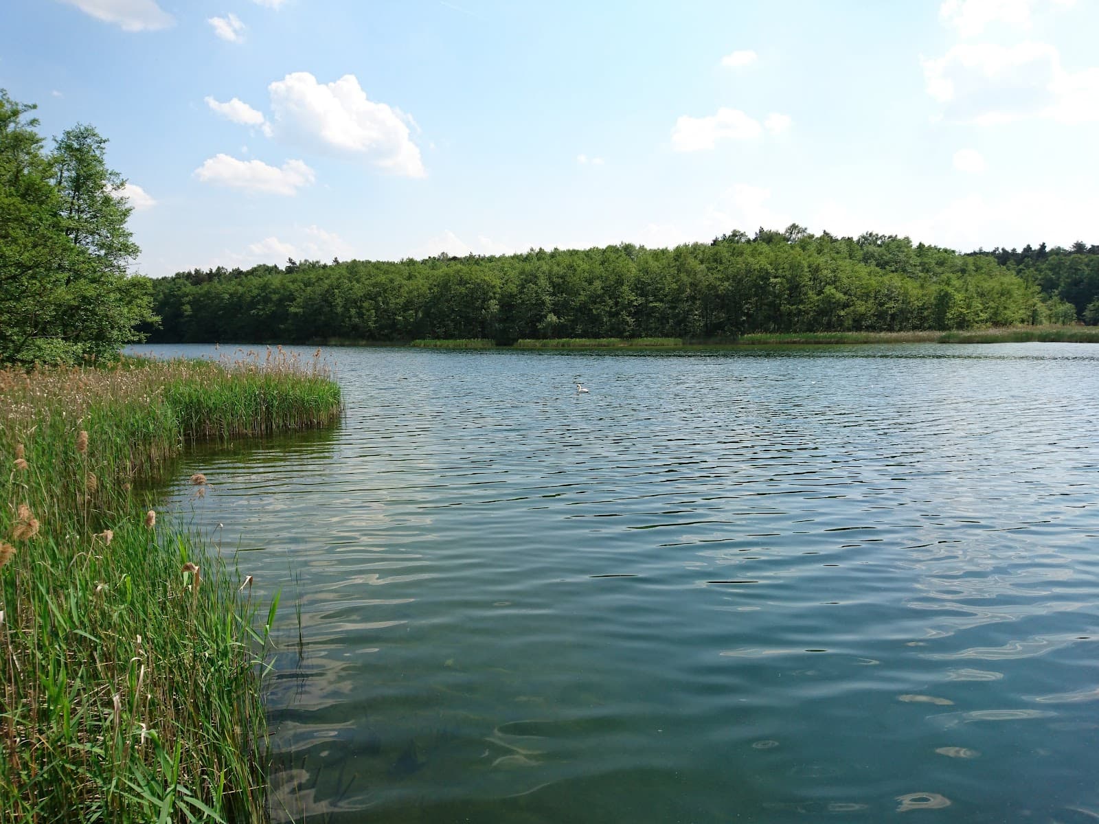 Lake Strzeszynek - Image 1