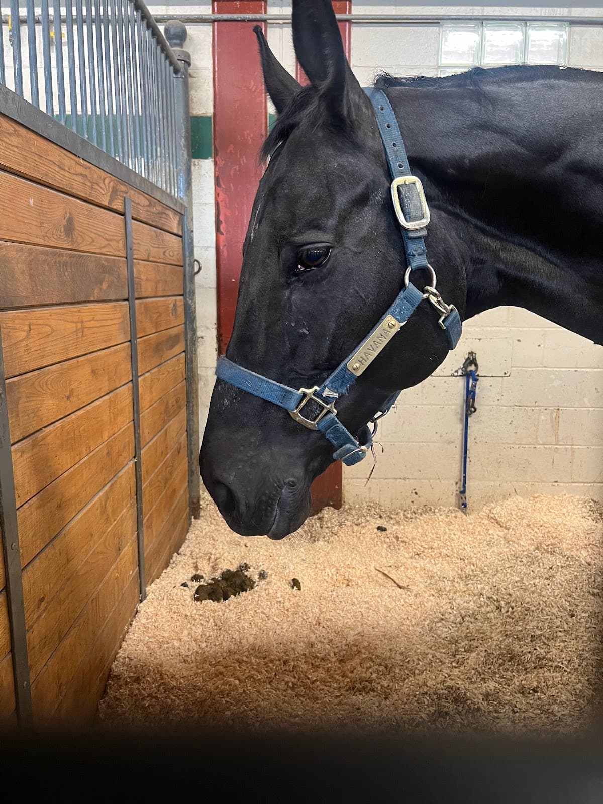 RCMP Musical Ride Stables - Image 1