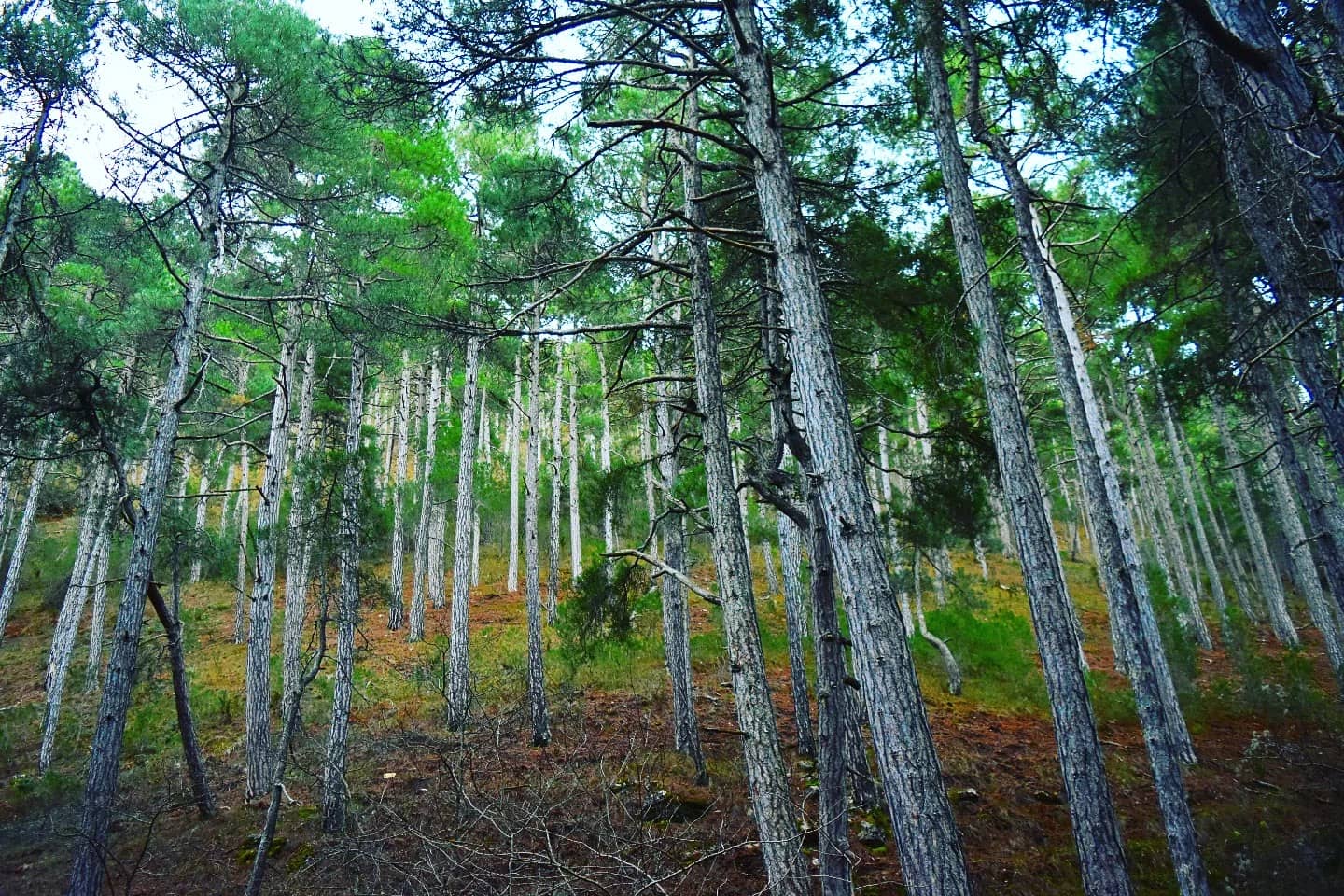 Vertical photo