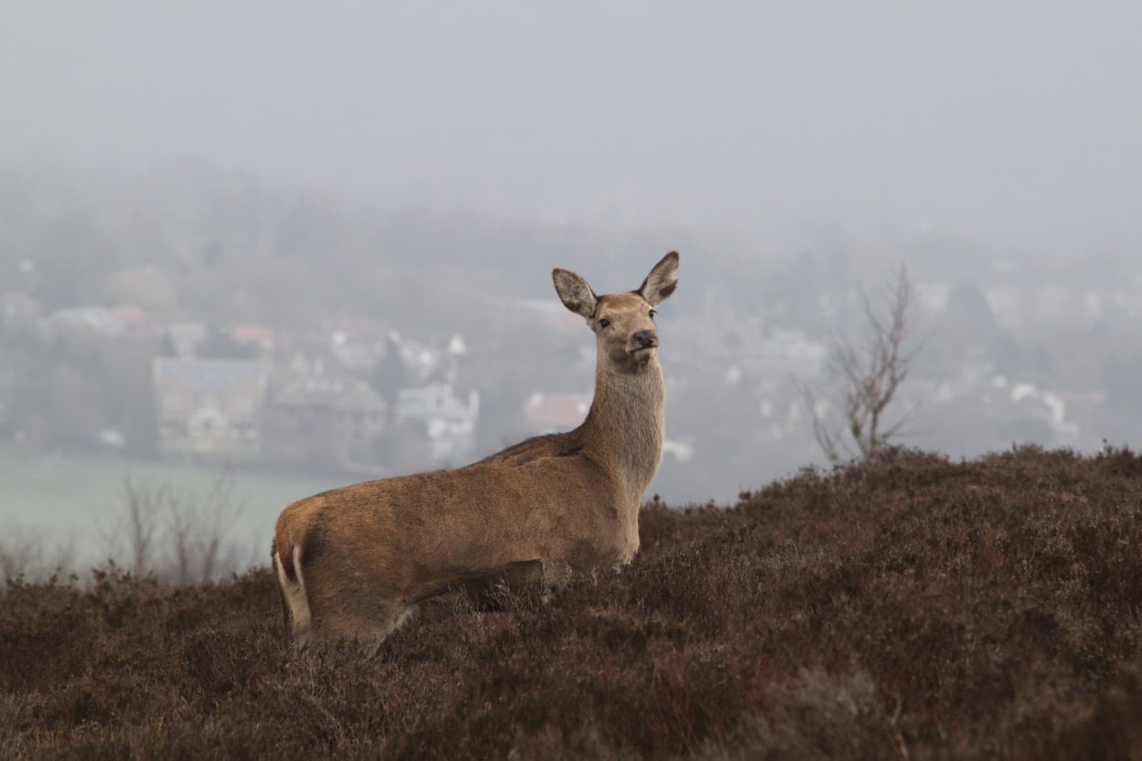 Blacka Moor Nature Reserve - Image 1