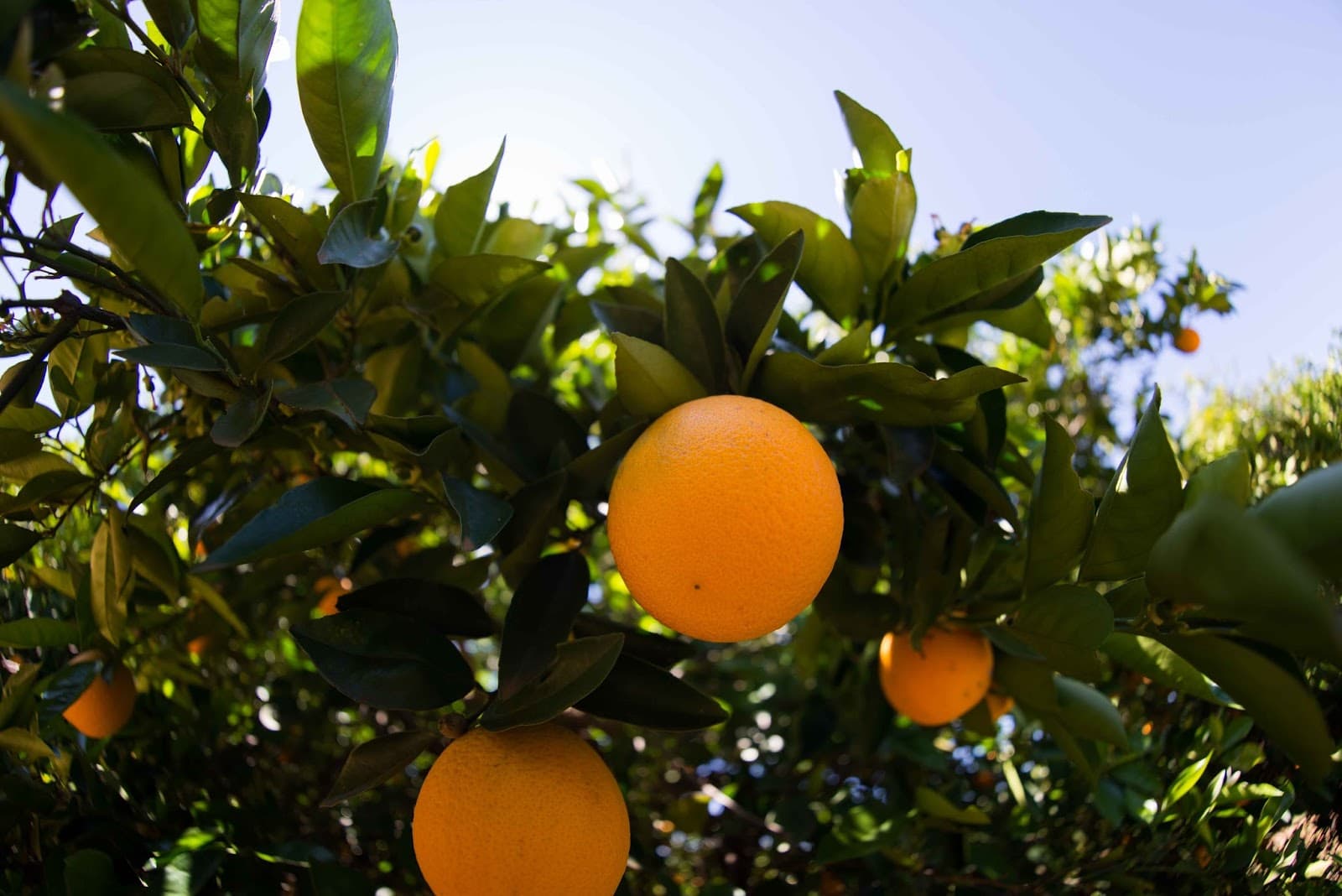 Orange World - Image 1