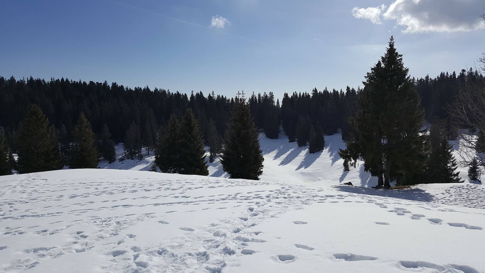 Forest Hiking Trails