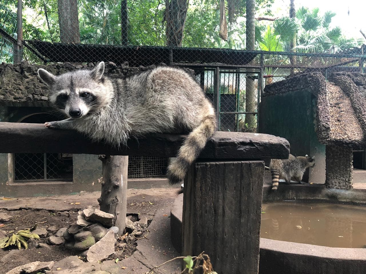 Zoológico Miguel Ángel de Quevedo - Image 1