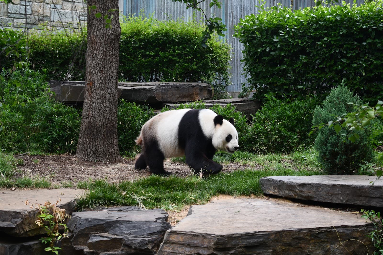 Adelaide Zoo - Image 1