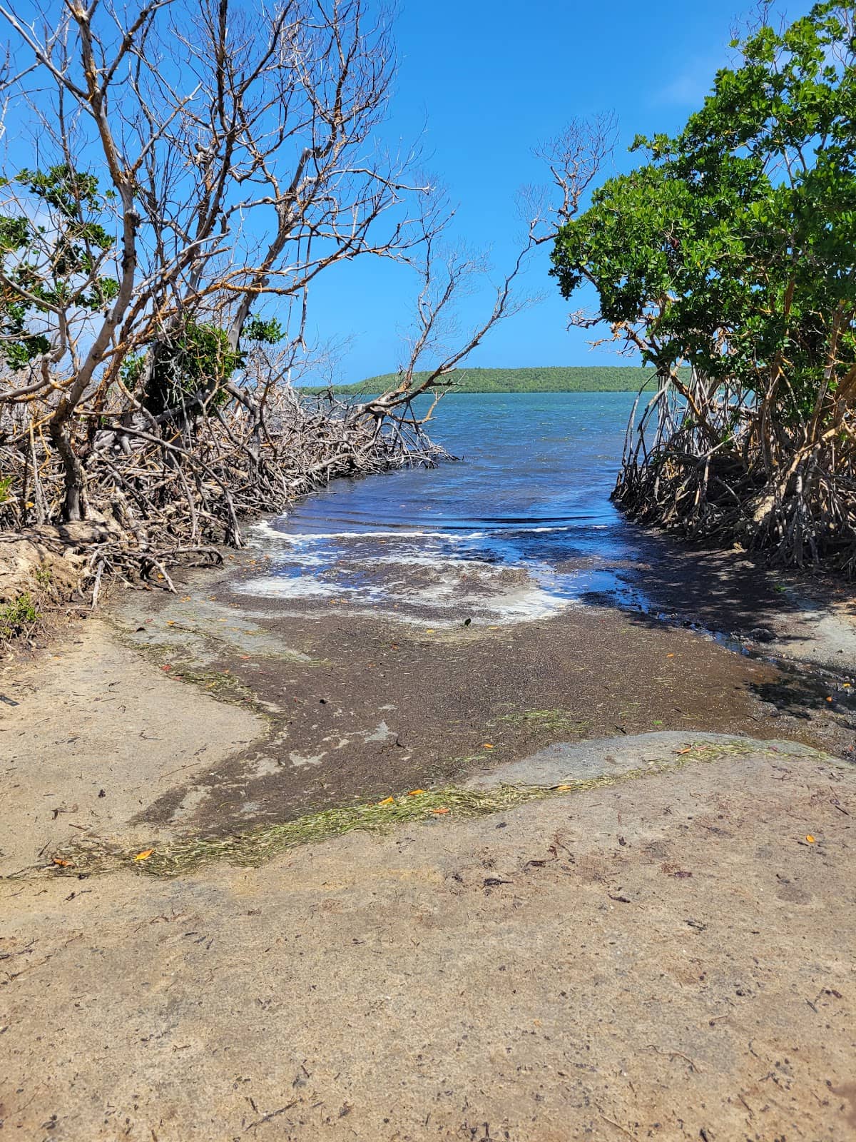 Vieques Island Exploration