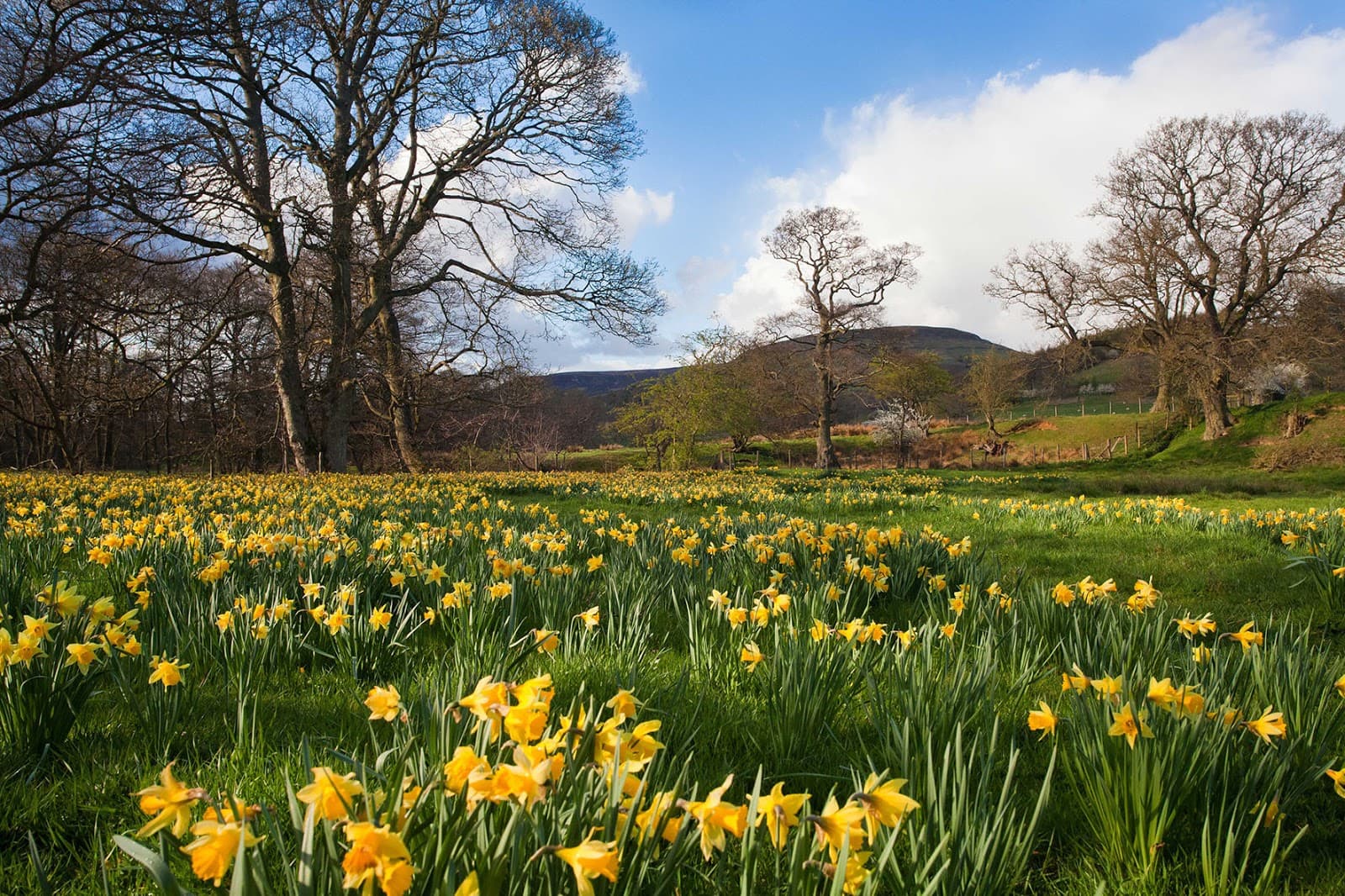 Farndale Daffodil Walk - Image 1