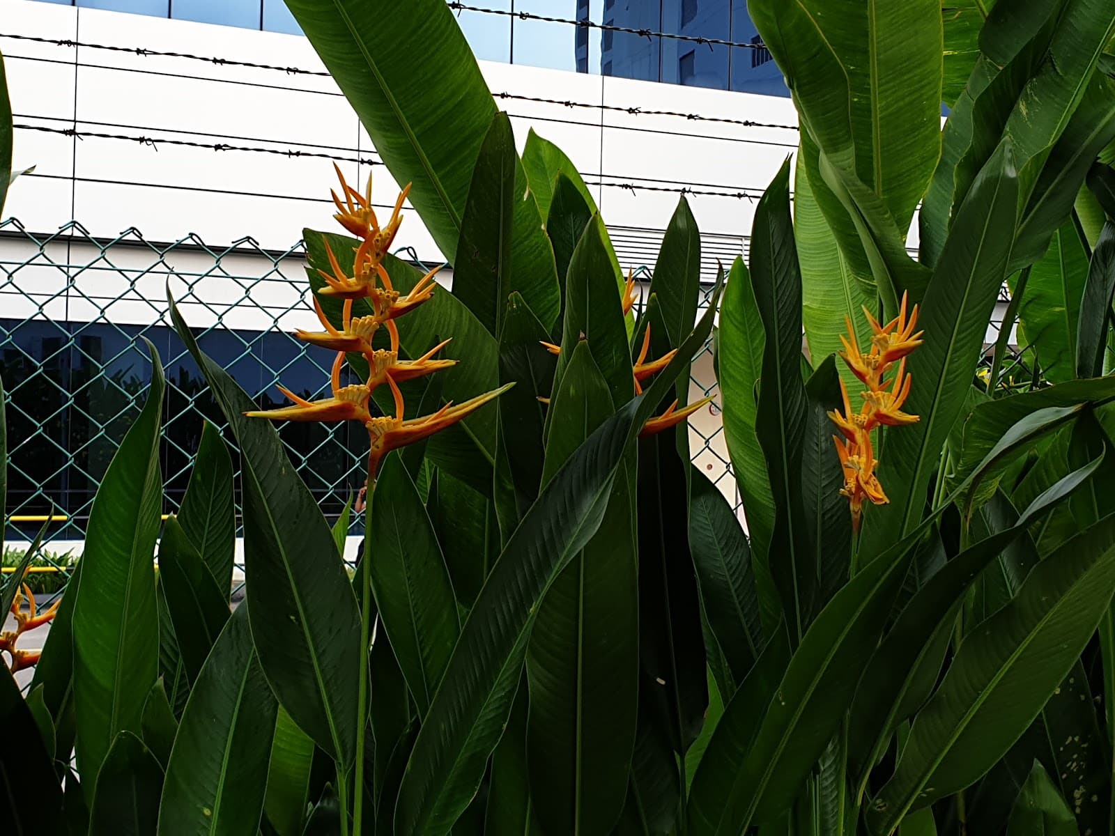 Pasir Ris Town Centre - Image 1