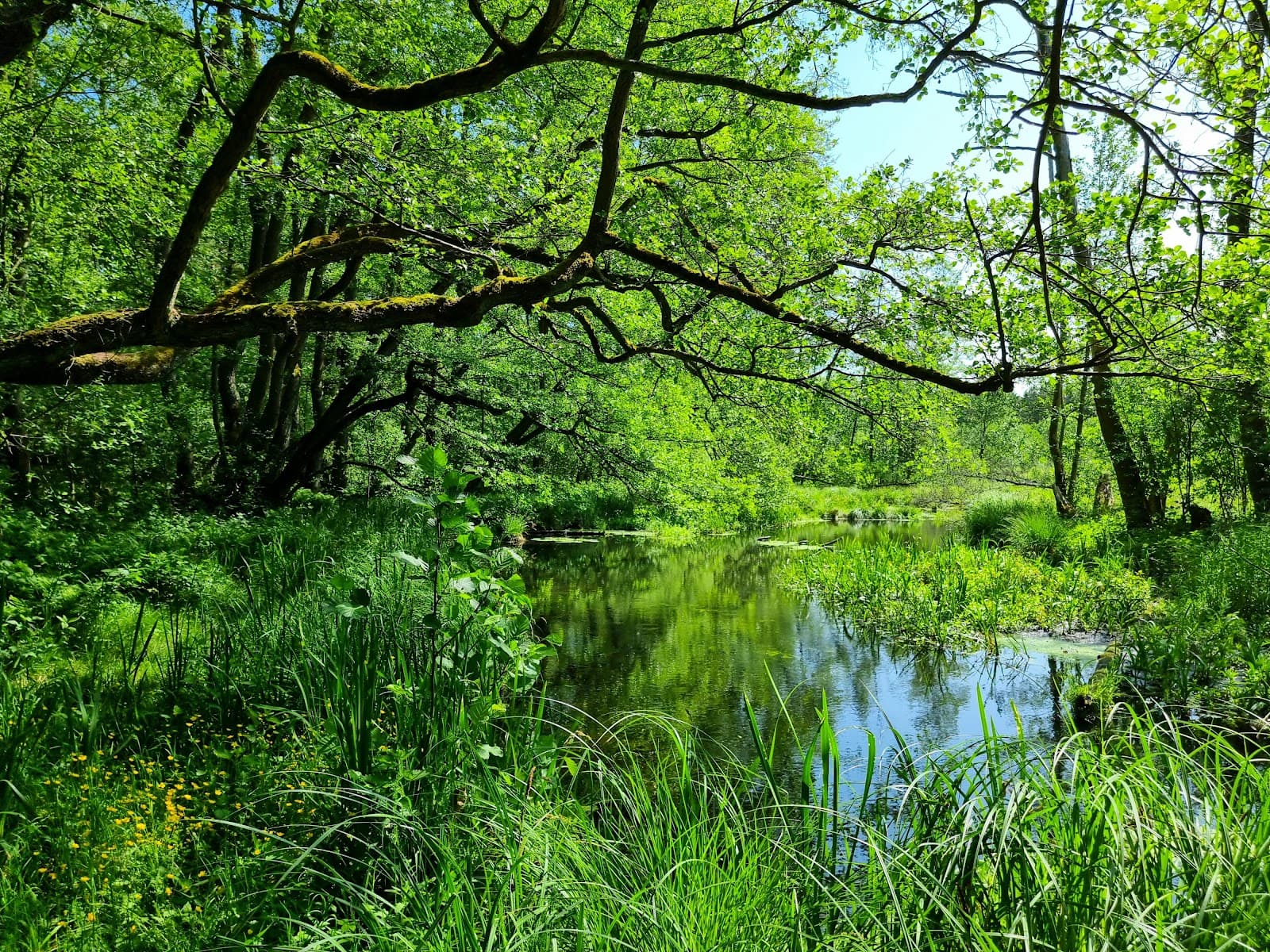 Löcknitztal - Image 1