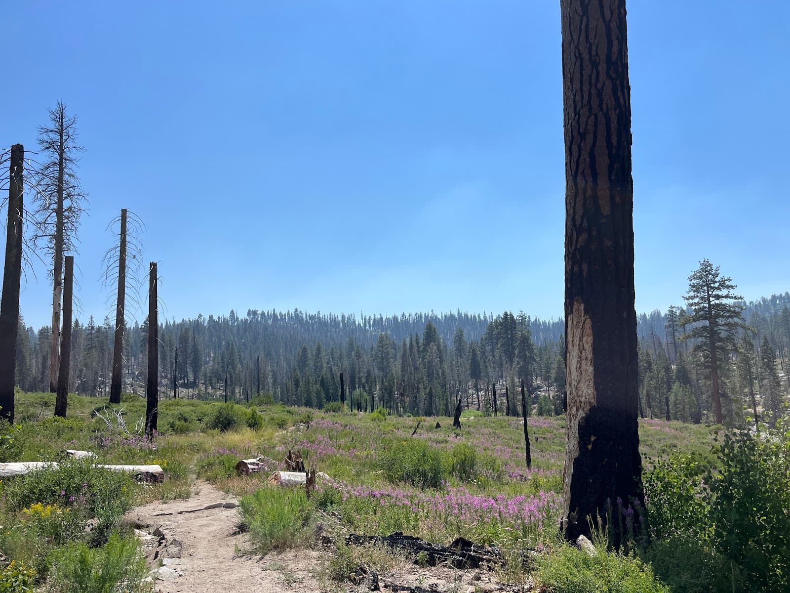 Mono Meadow - Image 1
