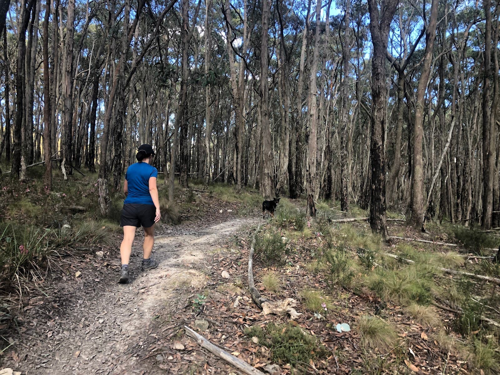 Cobaw State Forest - Image 1