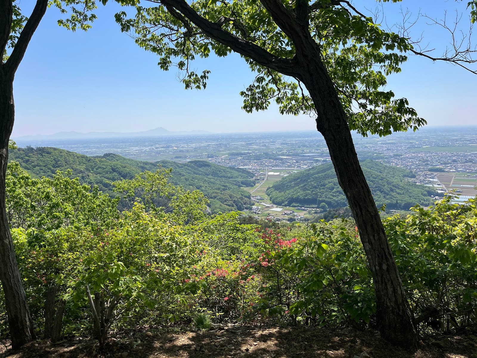 Ohira Hydrangea Hill - Image 1