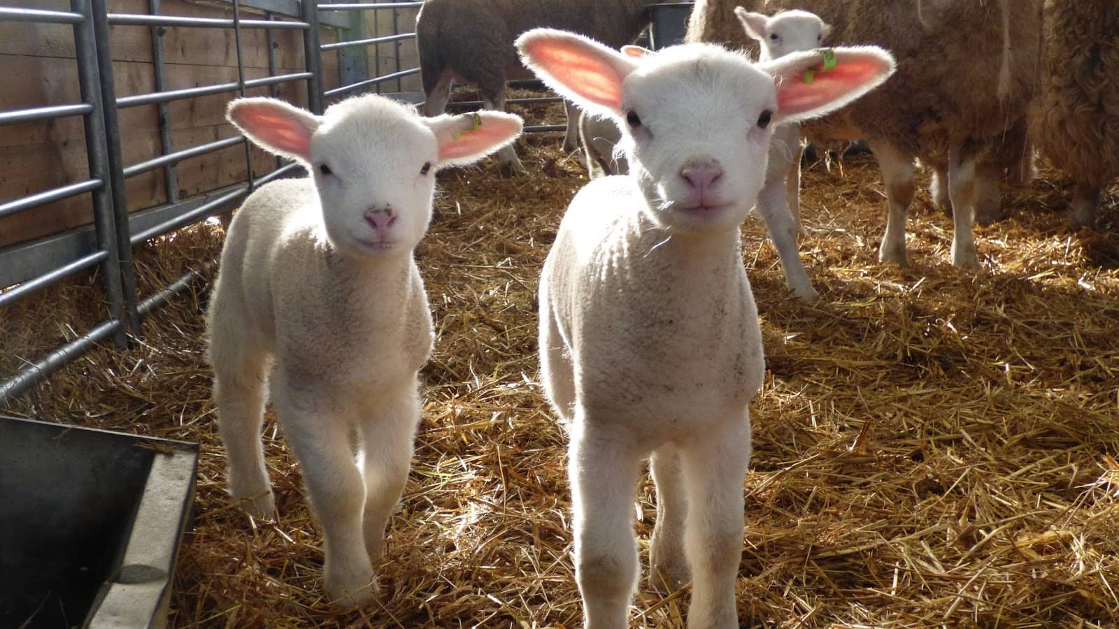 Bloody Hollow Play Area