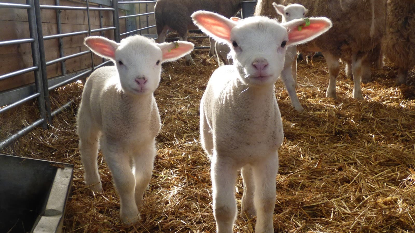 Hatfield Park Farm - Image 1