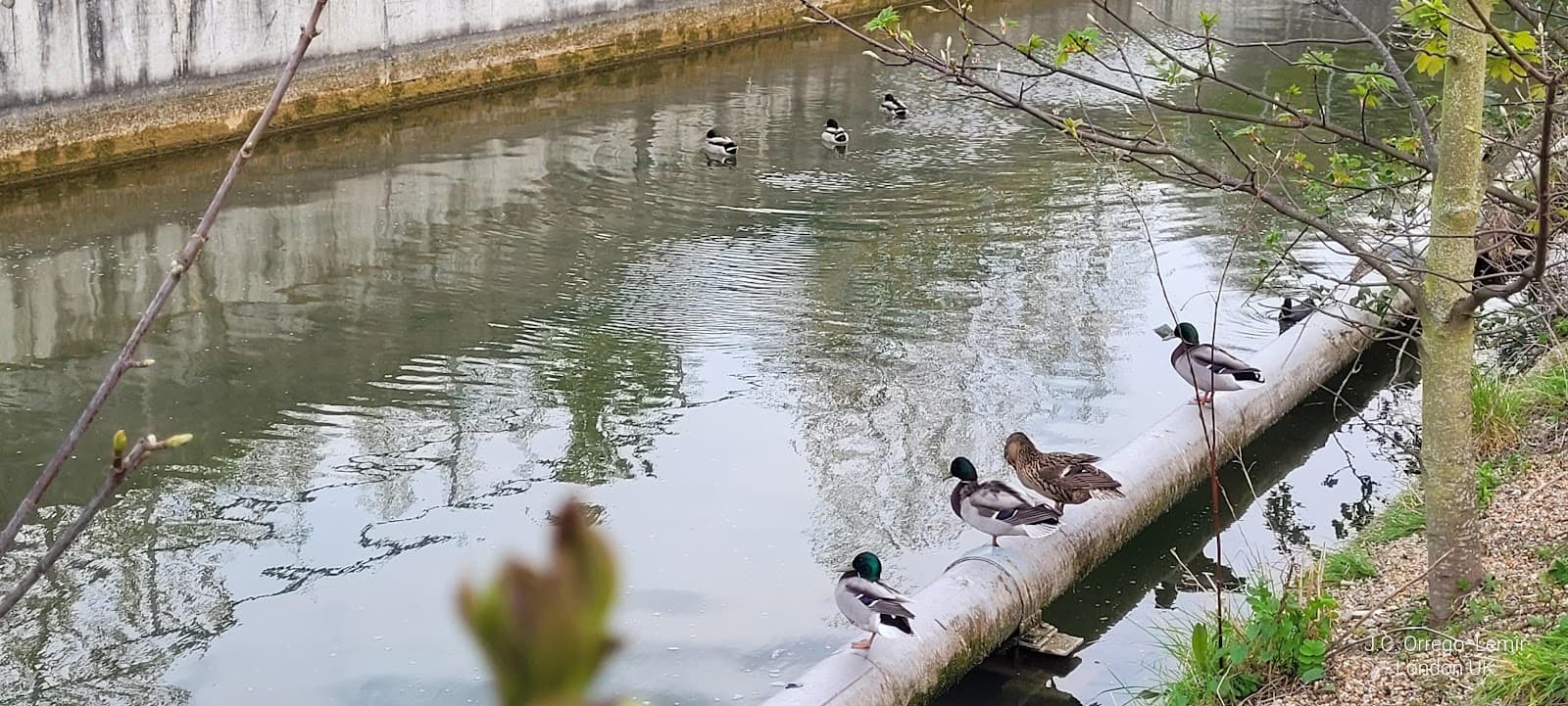 New River Path (Enfield) - Image 1