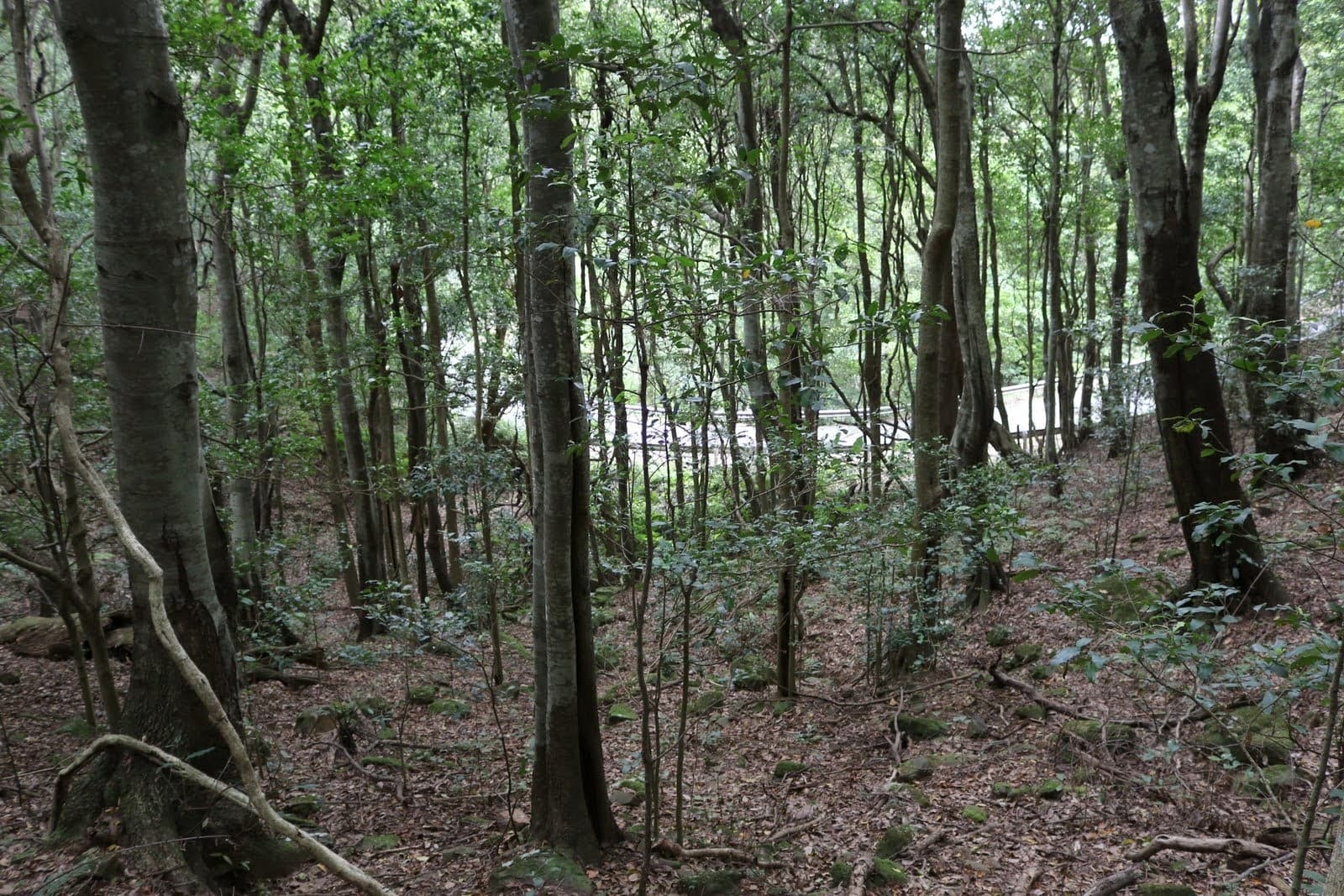 Mount Keira Rd, Mount Keira NSW 2500, Australia - Image 1