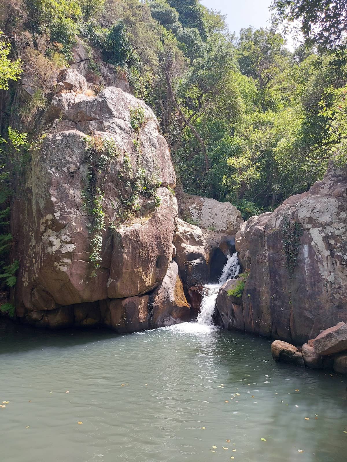 Lush Mediterranean Forest